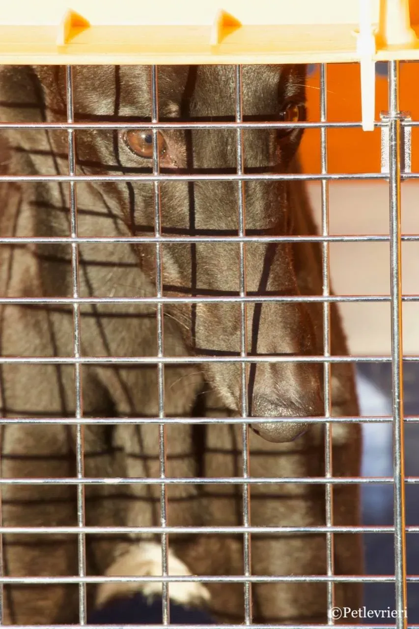 suki adozione greyhound macao 2 1