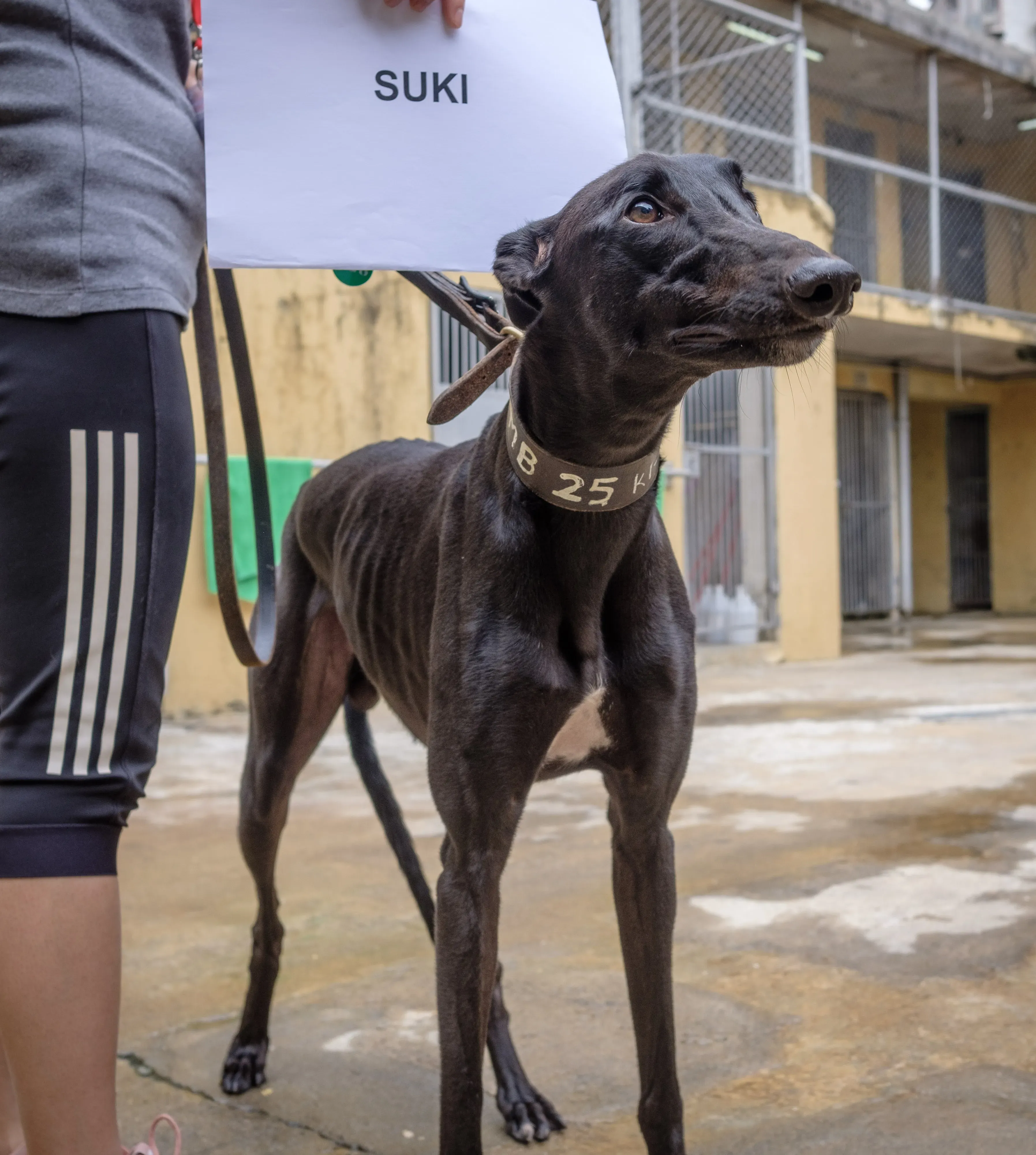 suki adozione greyhound macao 2
