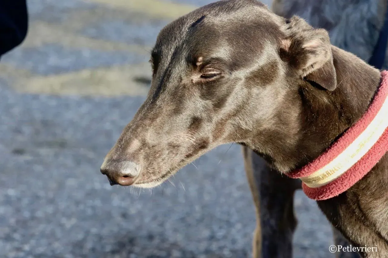 suki adozione greyhound macao 20