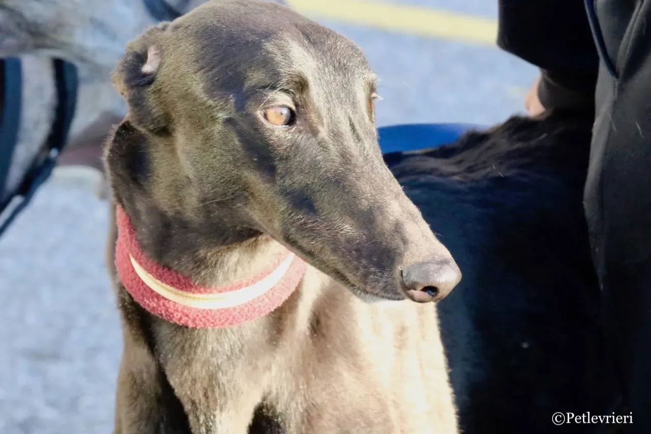 suki adozione greyhound macao 21