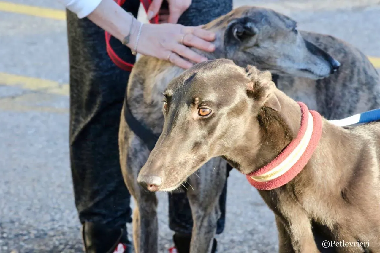 suki adozione greyhound macao 22