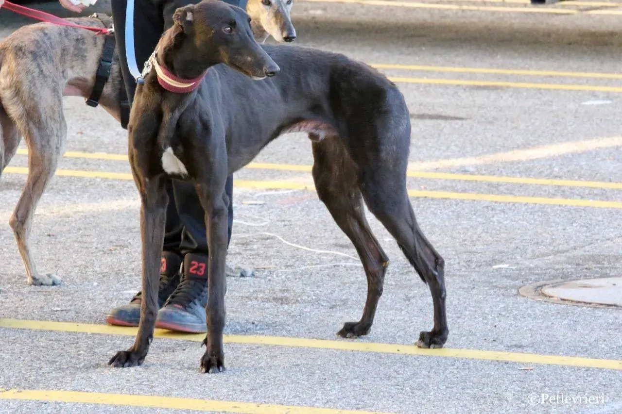 suki adozione greyhound macao 23