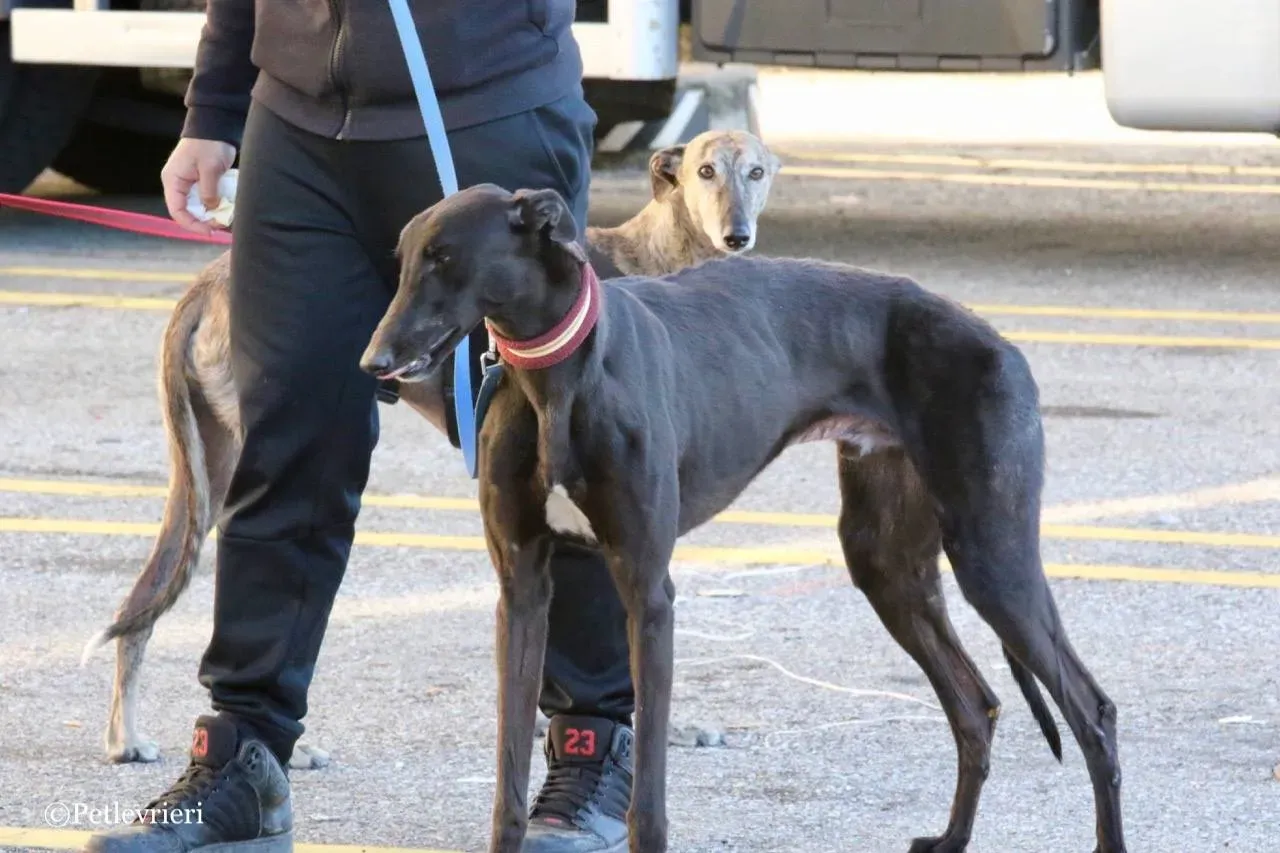 suki adozione greyhound macao 24