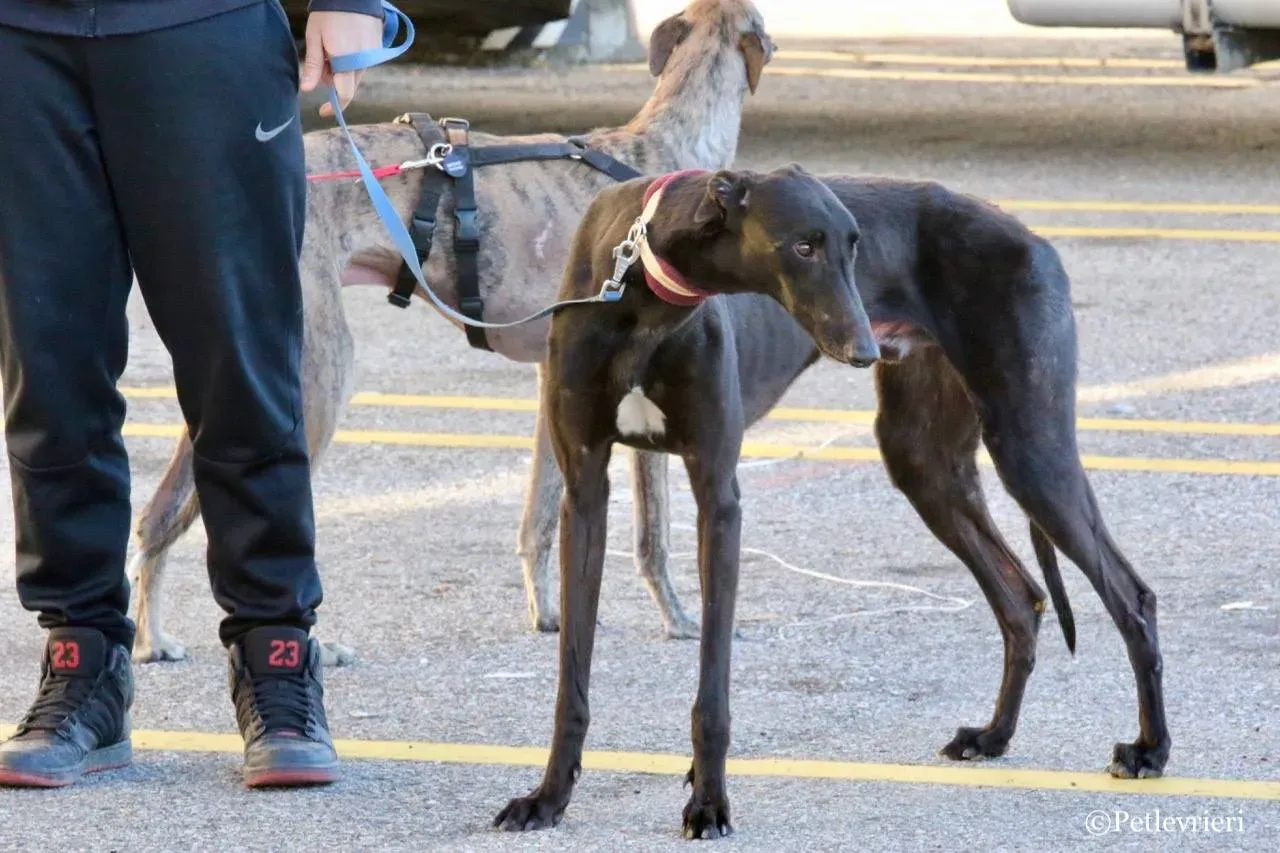suki adozione greyhound macao 25