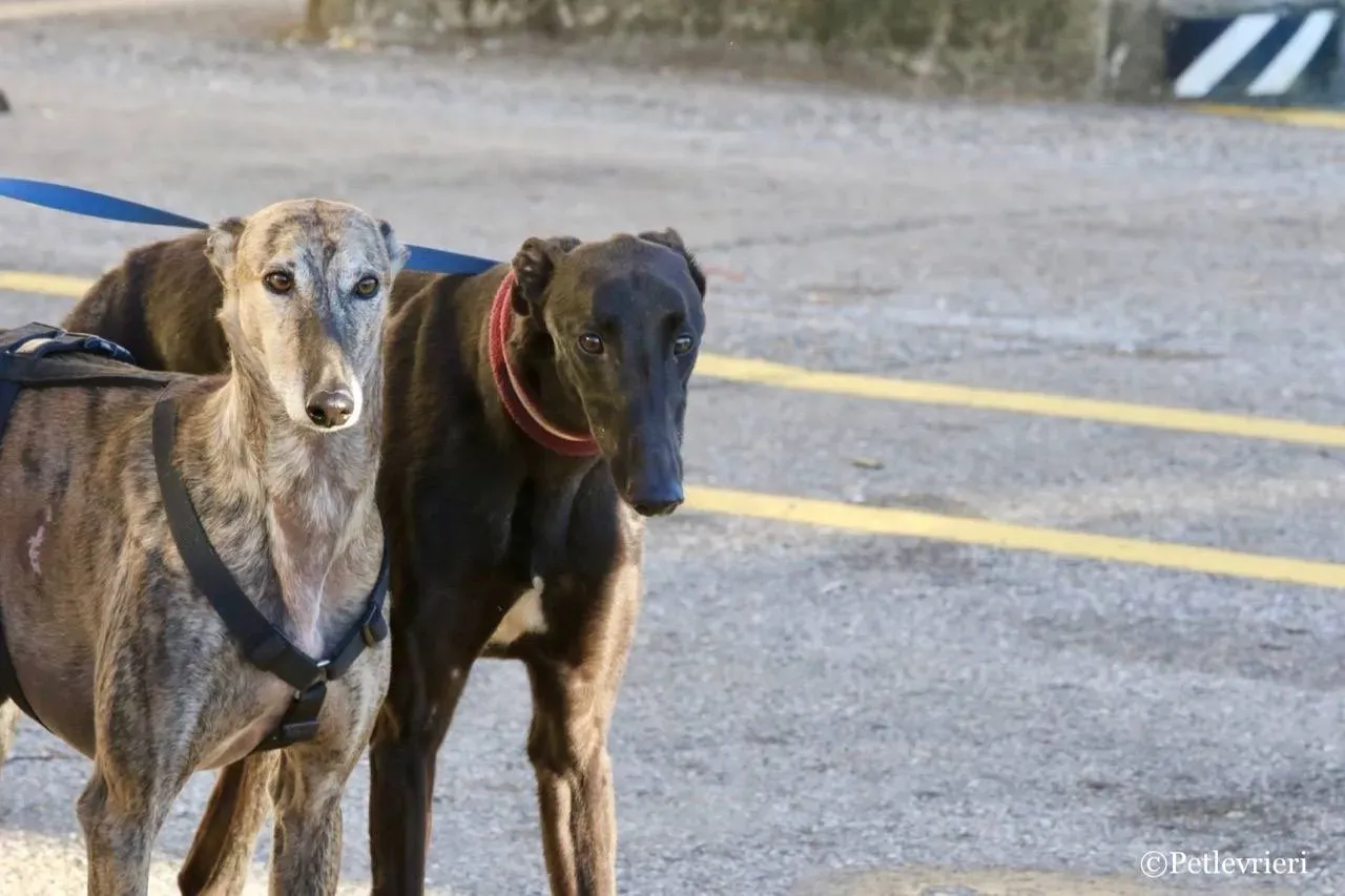 suki adozione greyhound macao 26