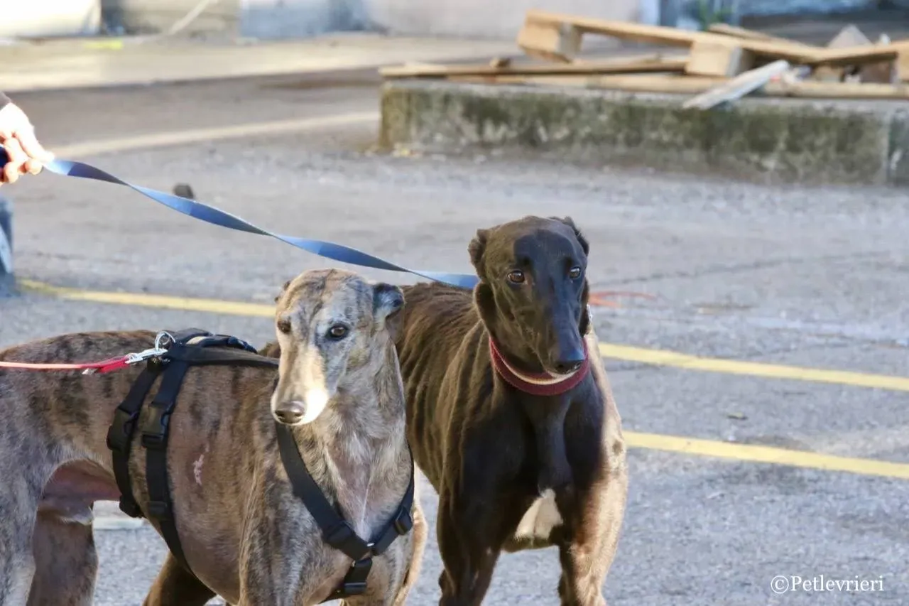 suki adozione greyhound macao 27