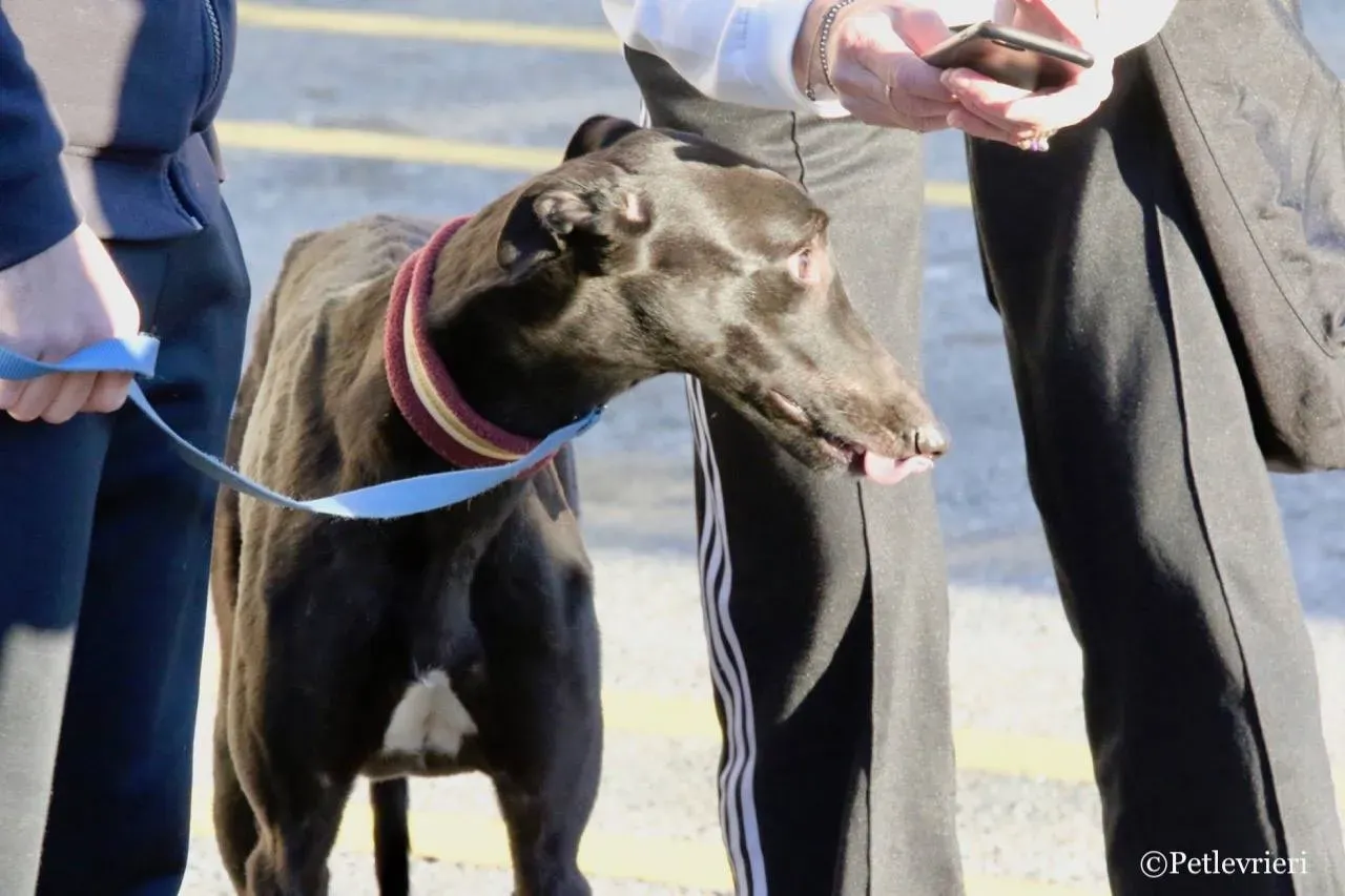 suki adozione greyhound macao 28