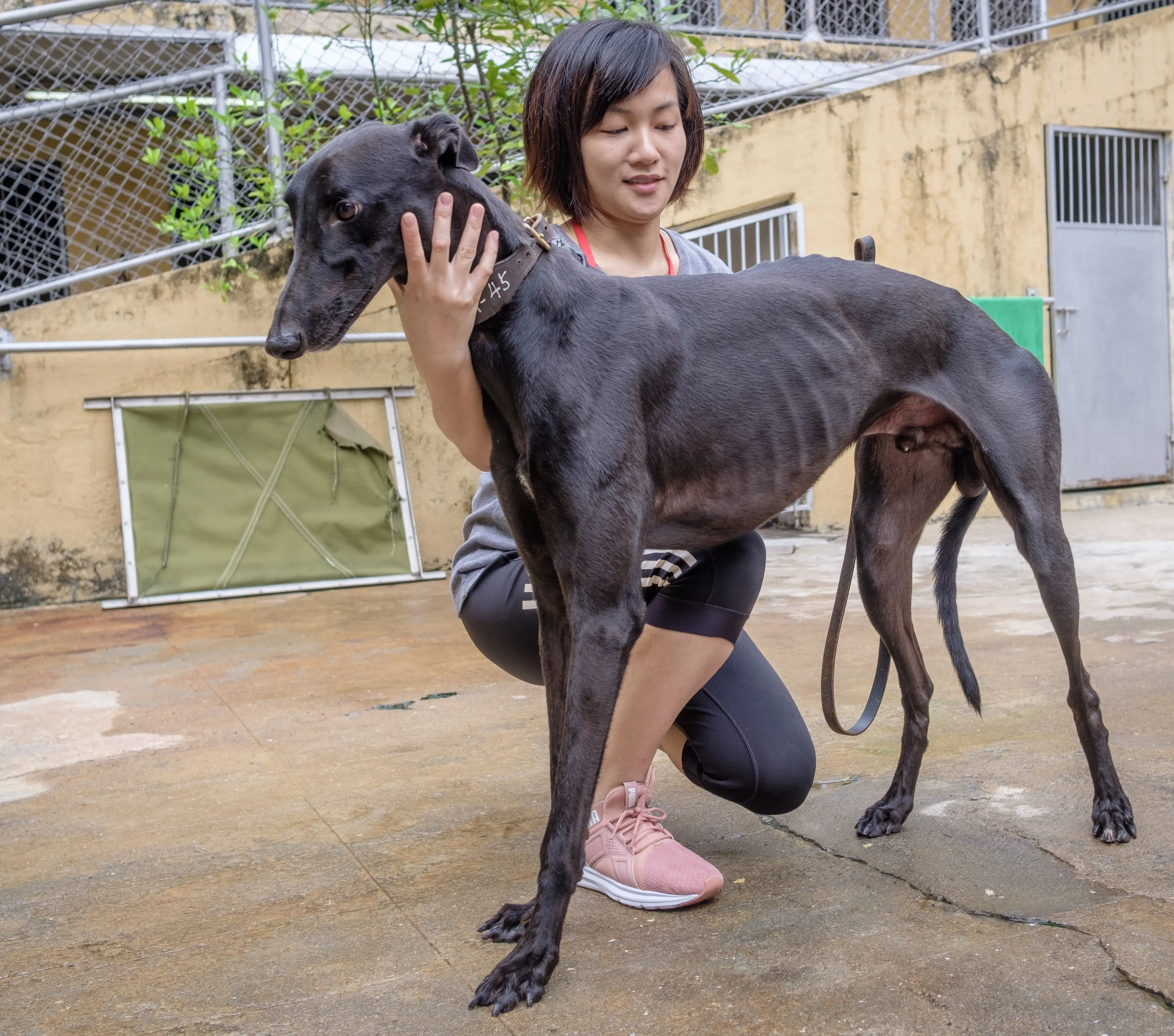 suki adozione greyhound macao 3