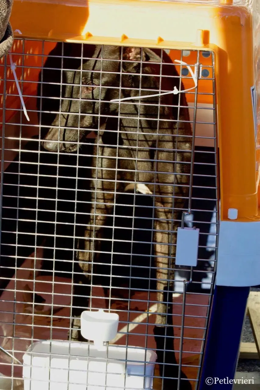 suki adozione greyhound macao 4 1