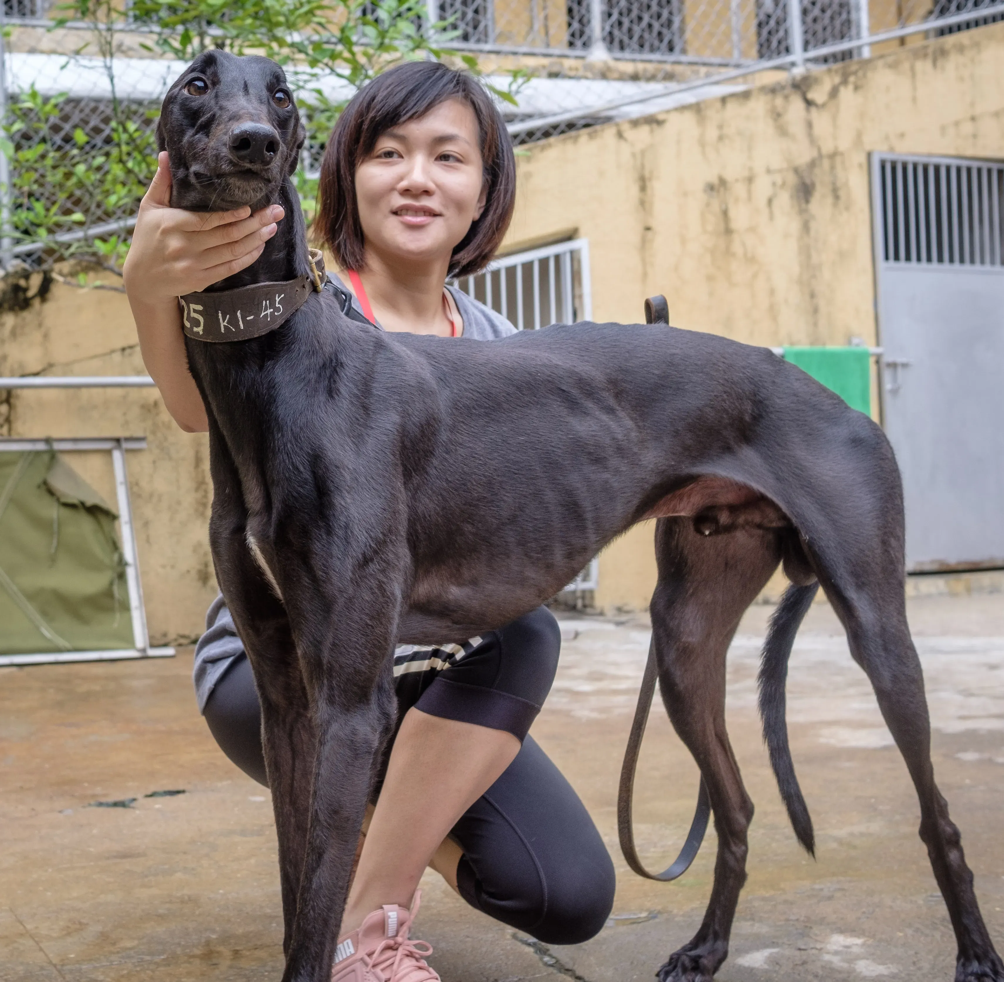suki adozione greyhound macao 4