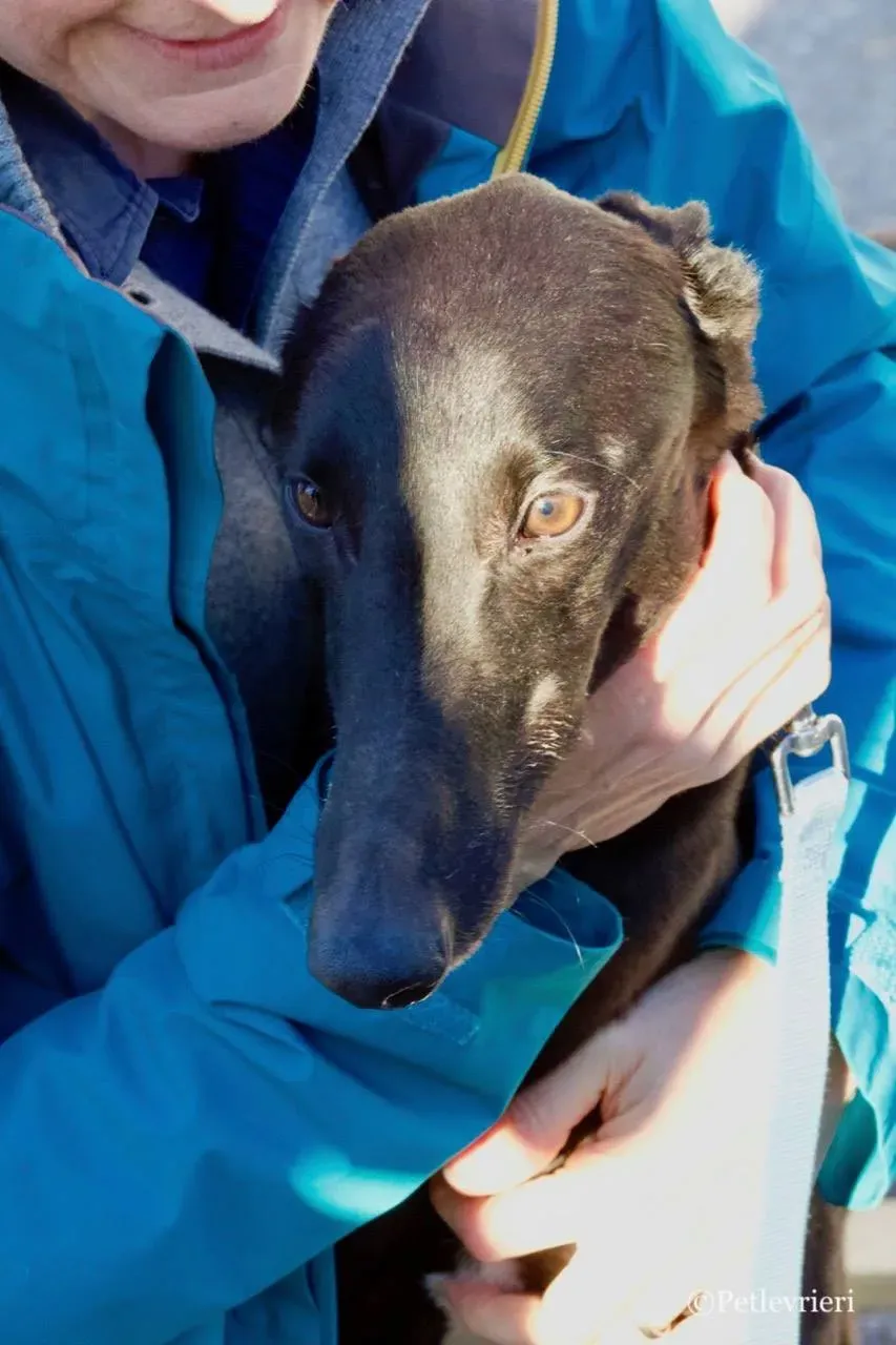 suki adozione greyhound macao 5 1