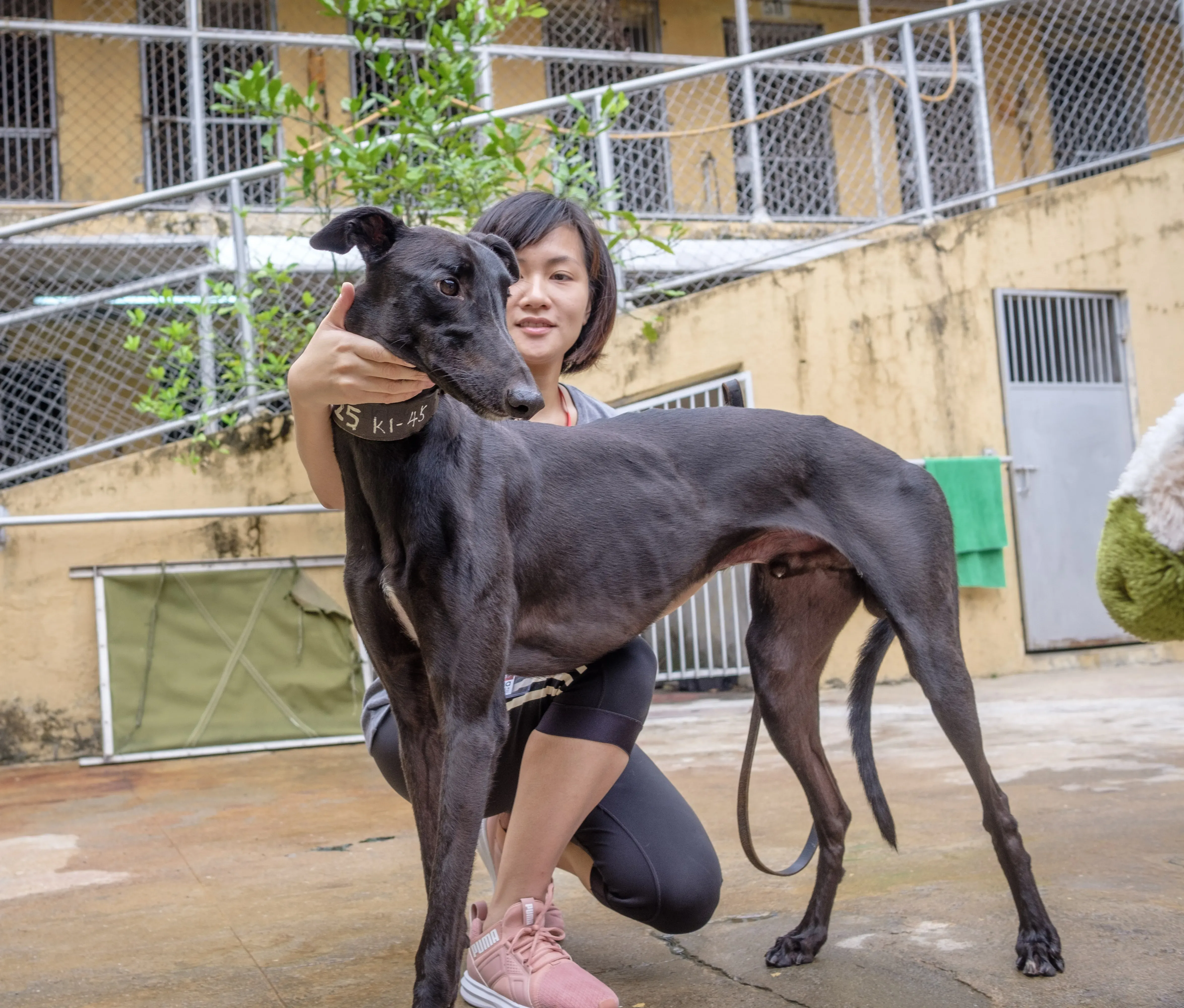 suki adozione greyhound macao 5