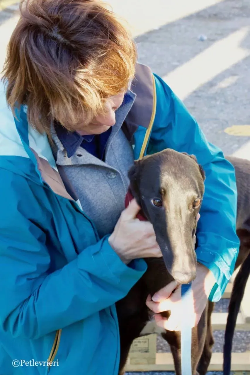 suki adozione greyhound macao 6 1