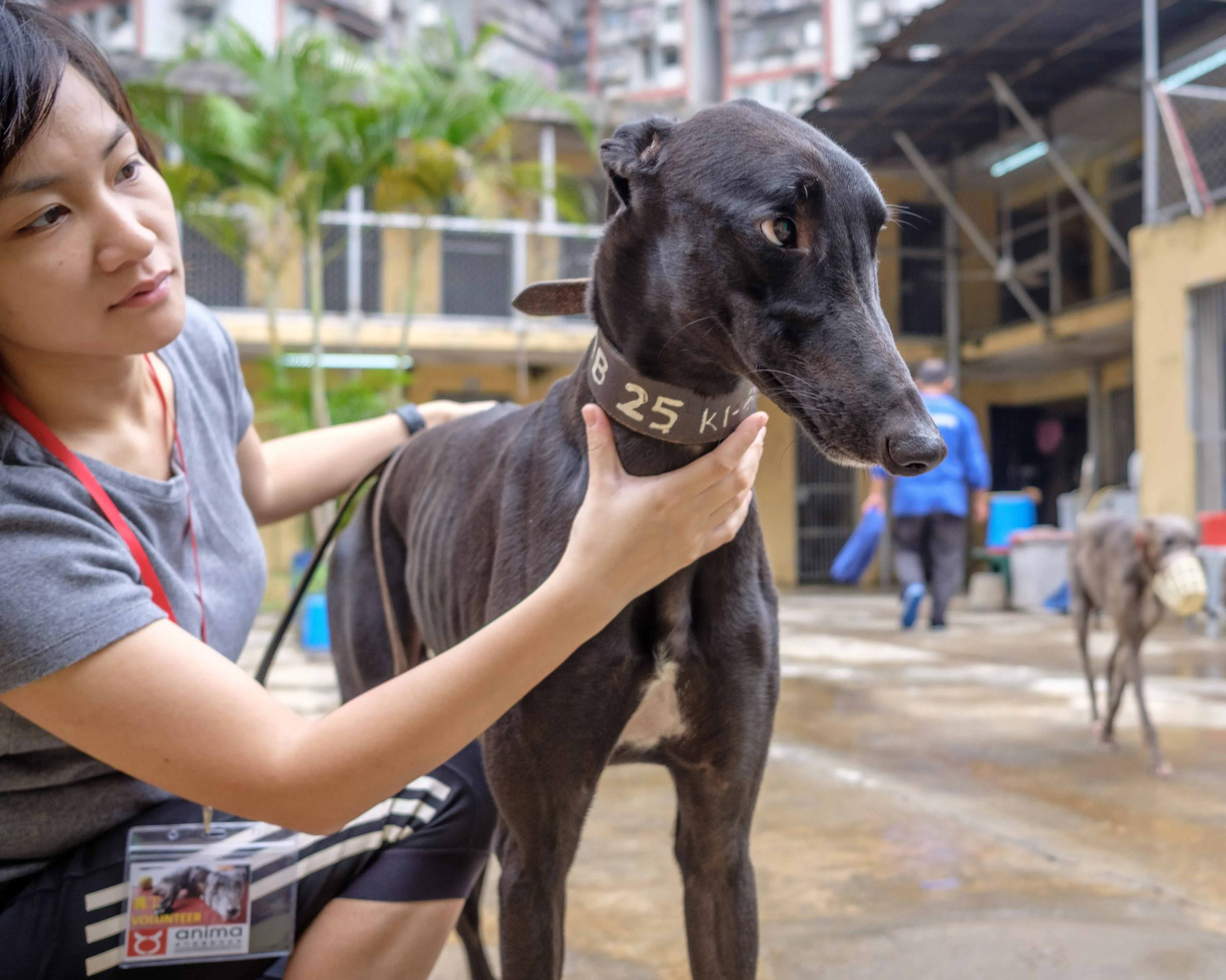 suki adozione greyhound macao 6