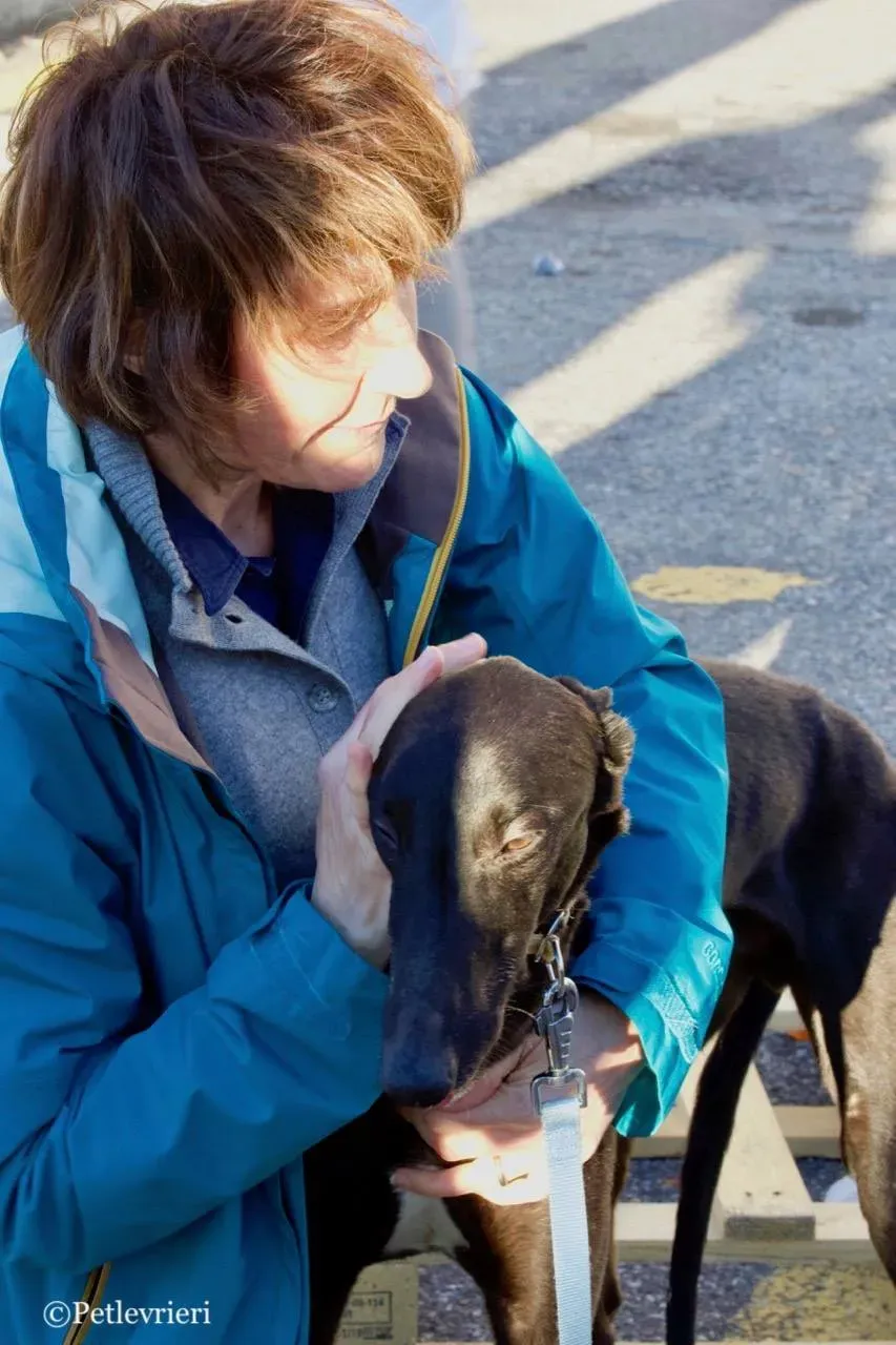 suki adozione greyhound macao 7 1