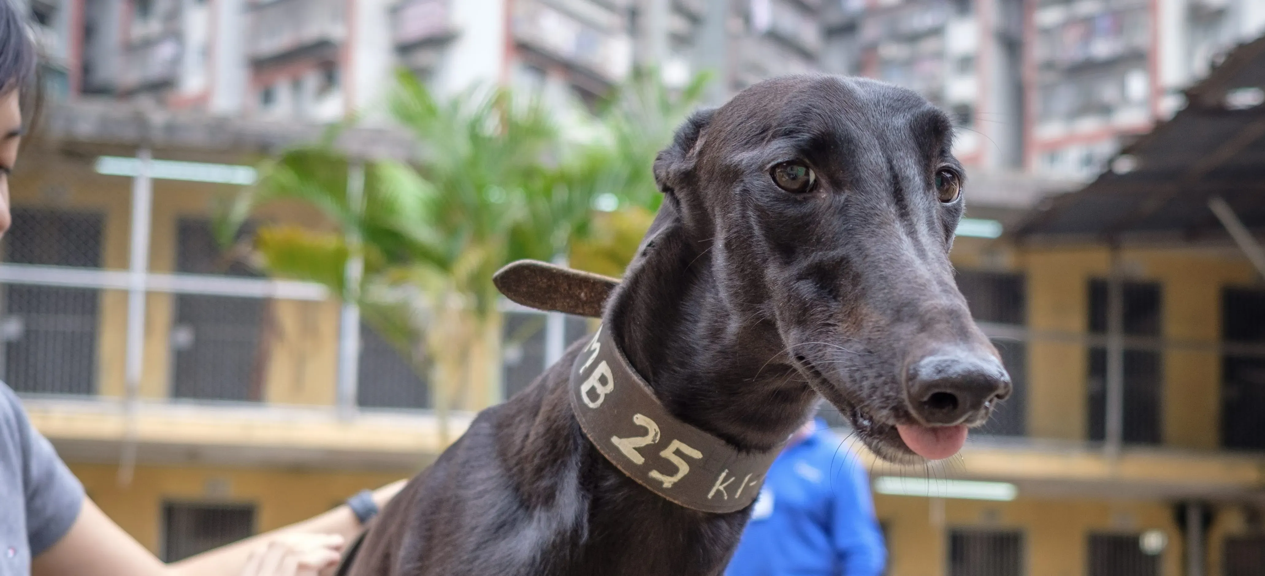 suki adozione greyhound macao 7 e1543961937722