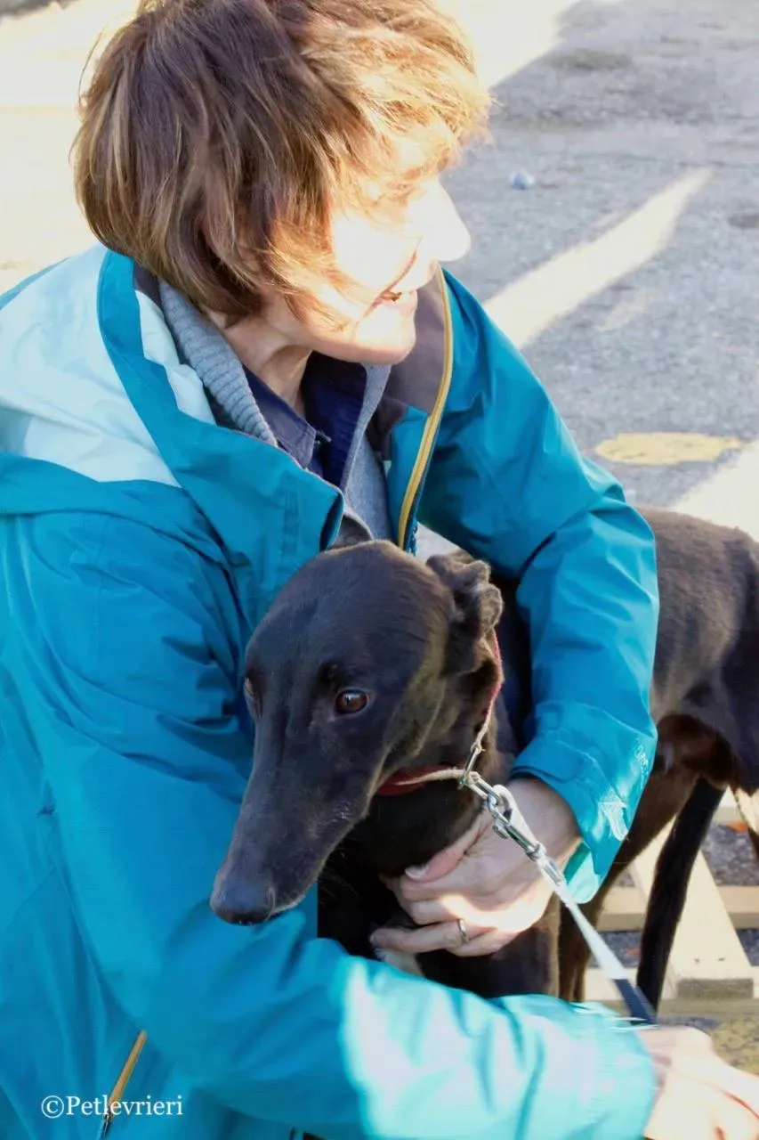 suki adozione greyhound macao 8 1