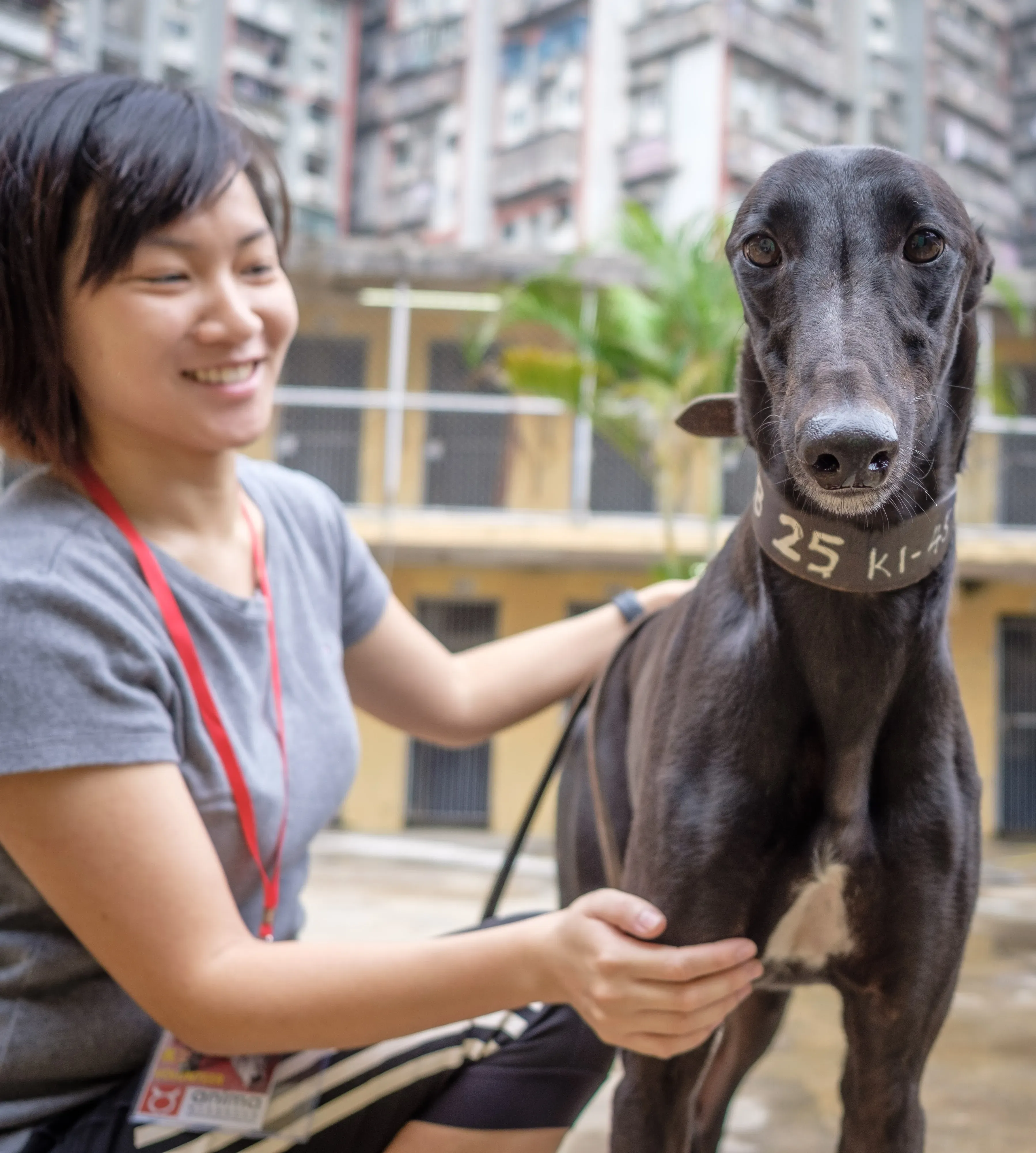 suki adozione greyhound macao 8