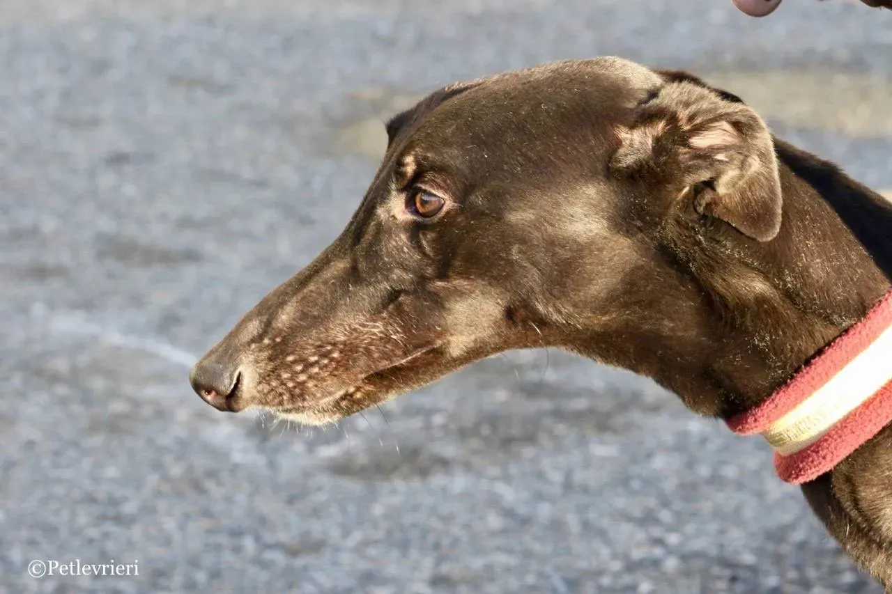 suki adozione greyhound macao 9 1