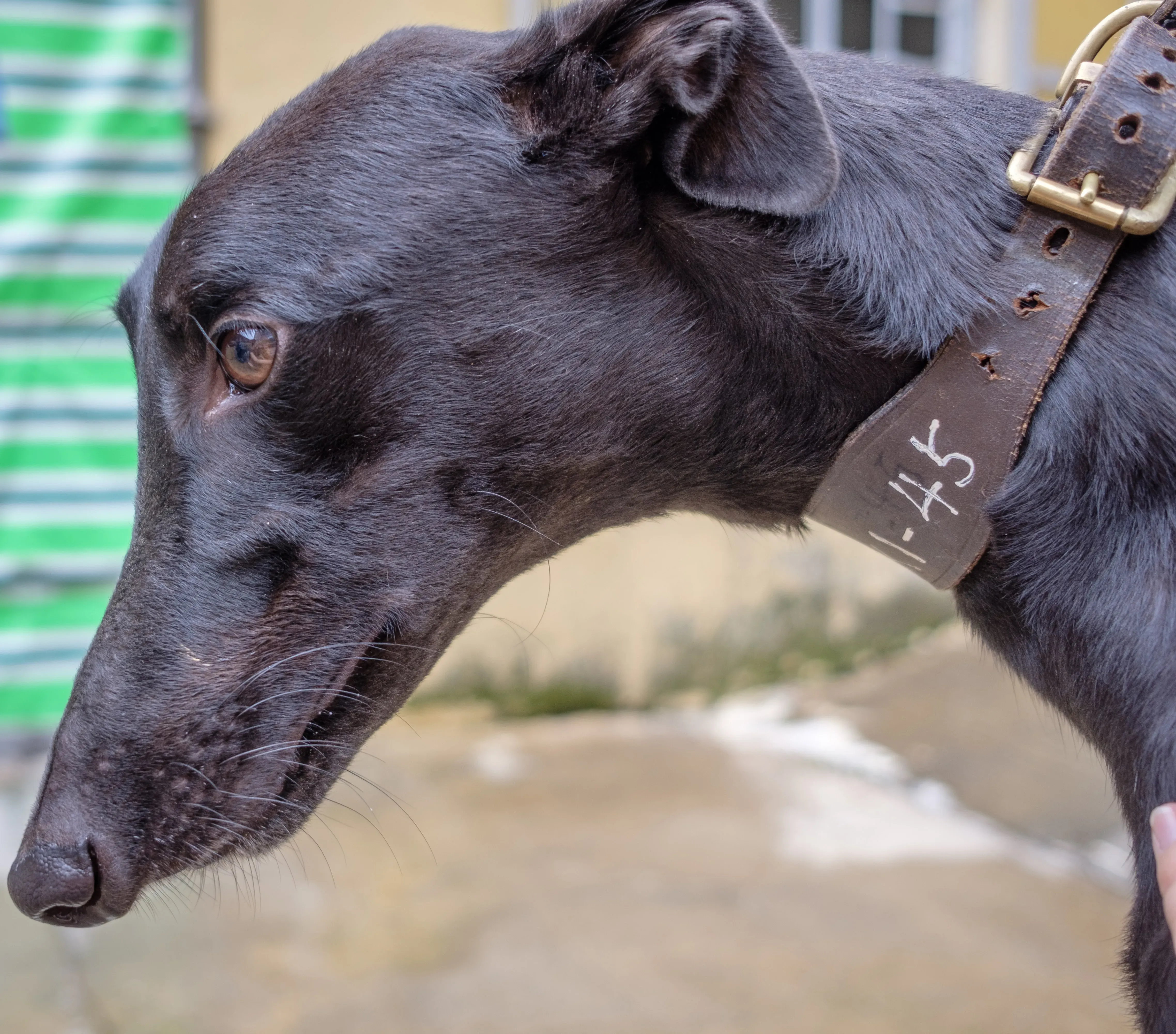 suki adozione greyhound macao 9