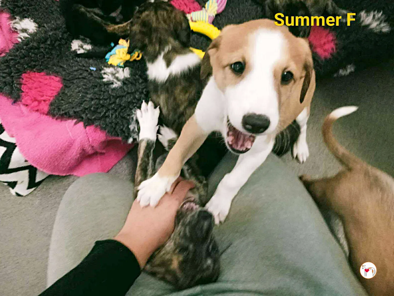 summer grey cucciolo adozione 1