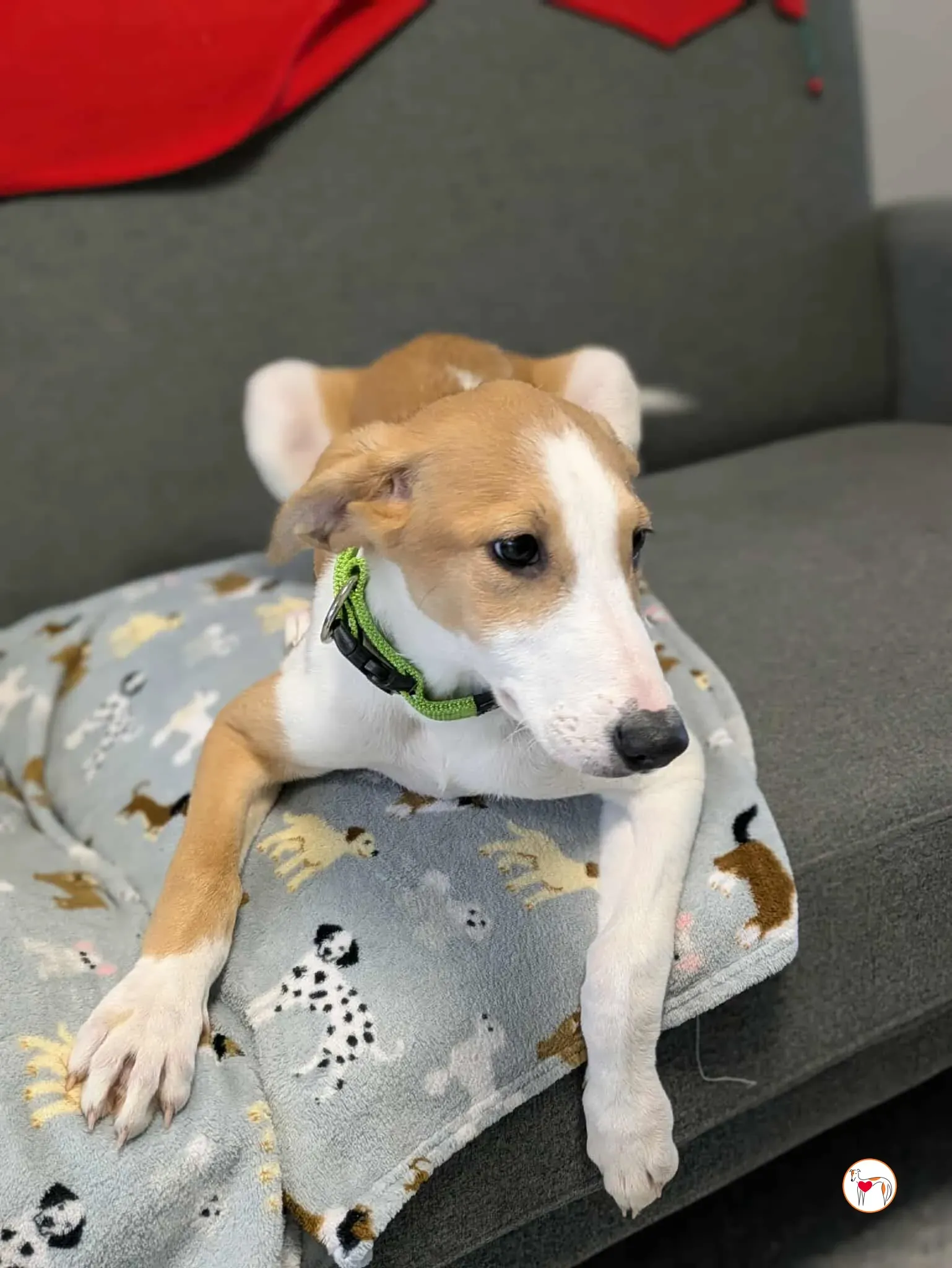 summer grey cucciolo adozione 10