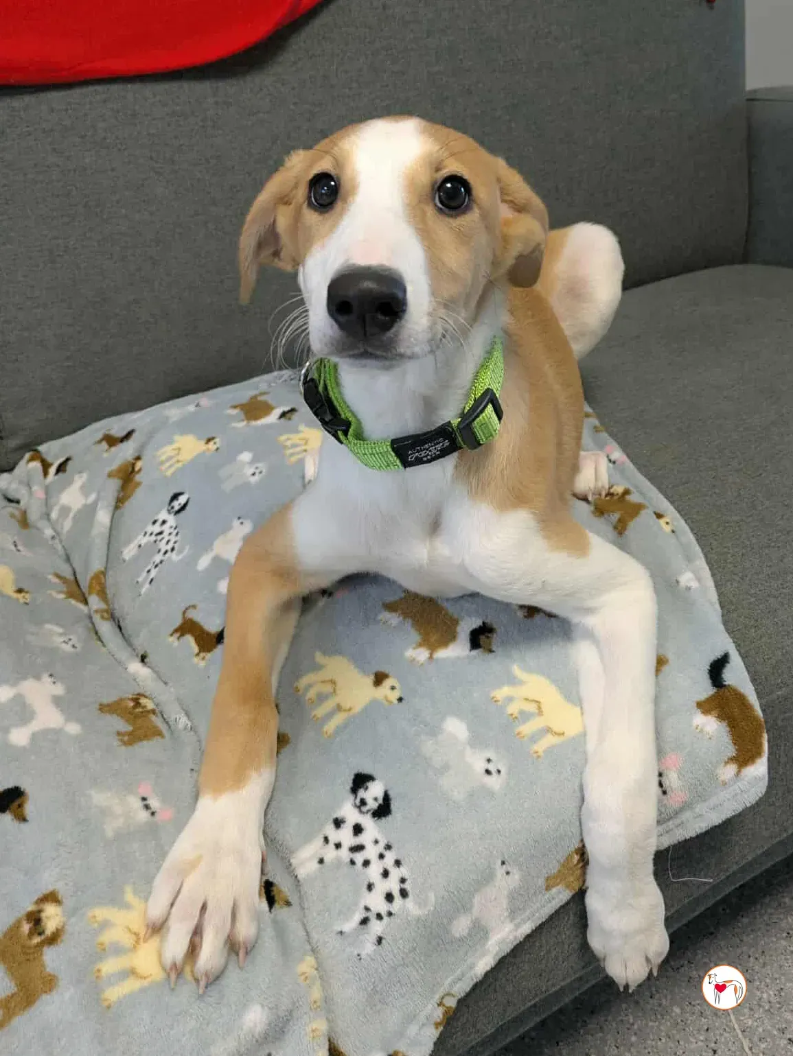 summer grey cucciolo adozione 11