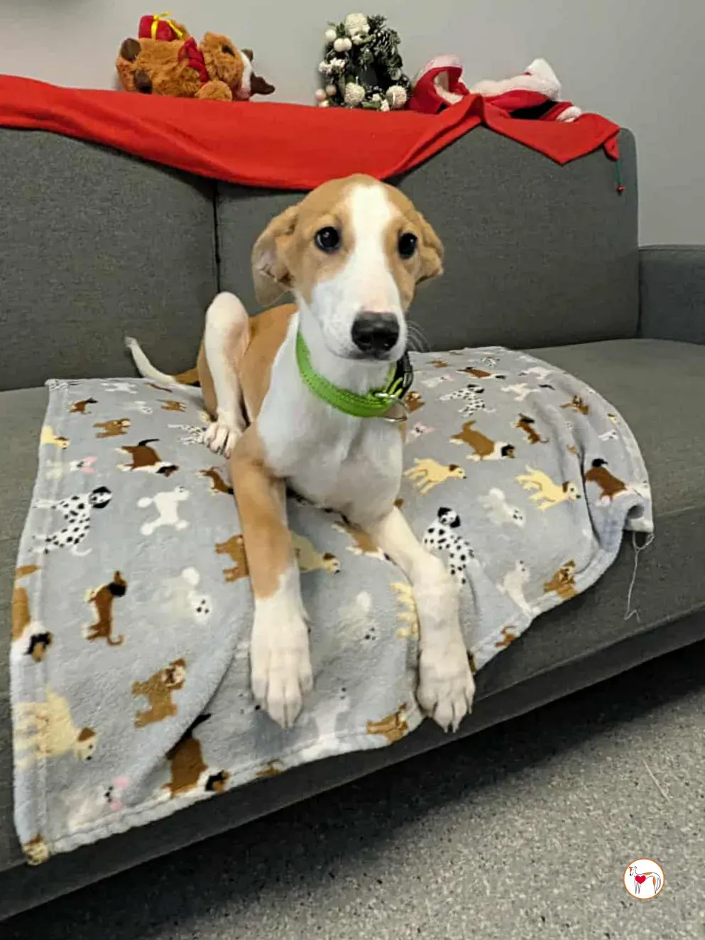 summer grey cucciolo adozione 13