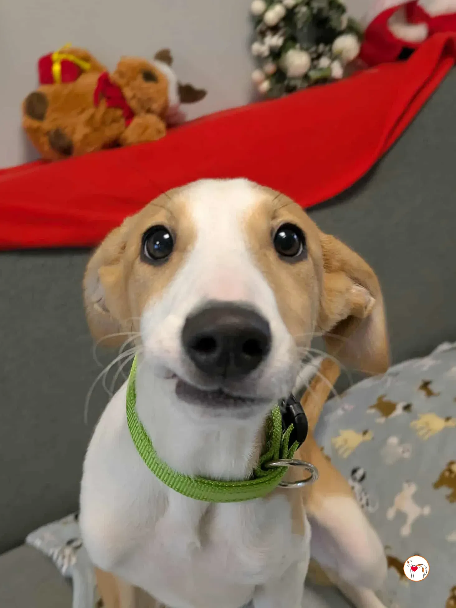 summer grey cucciolo adozione 14