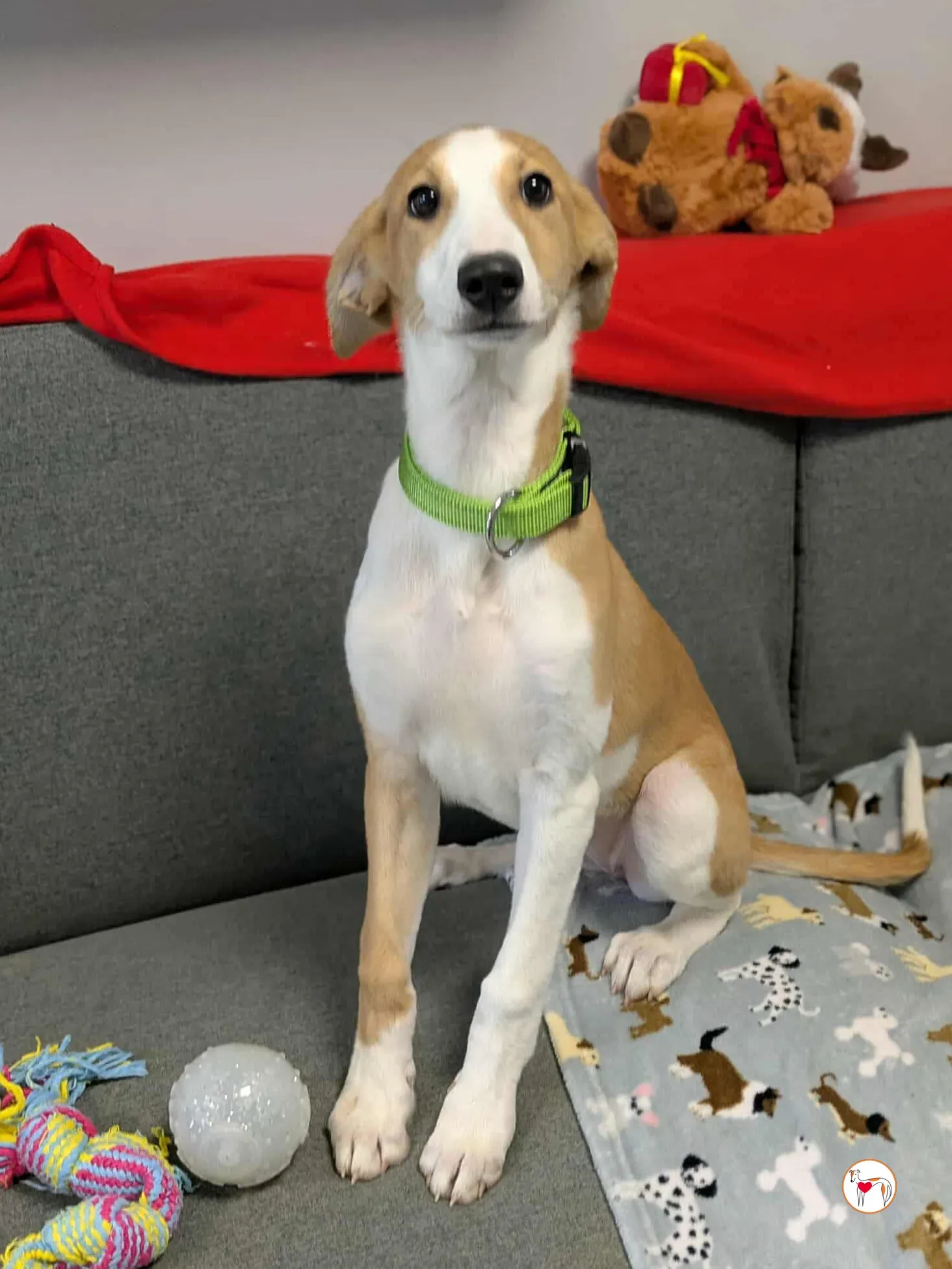 summer grey cucciolo adozione 15