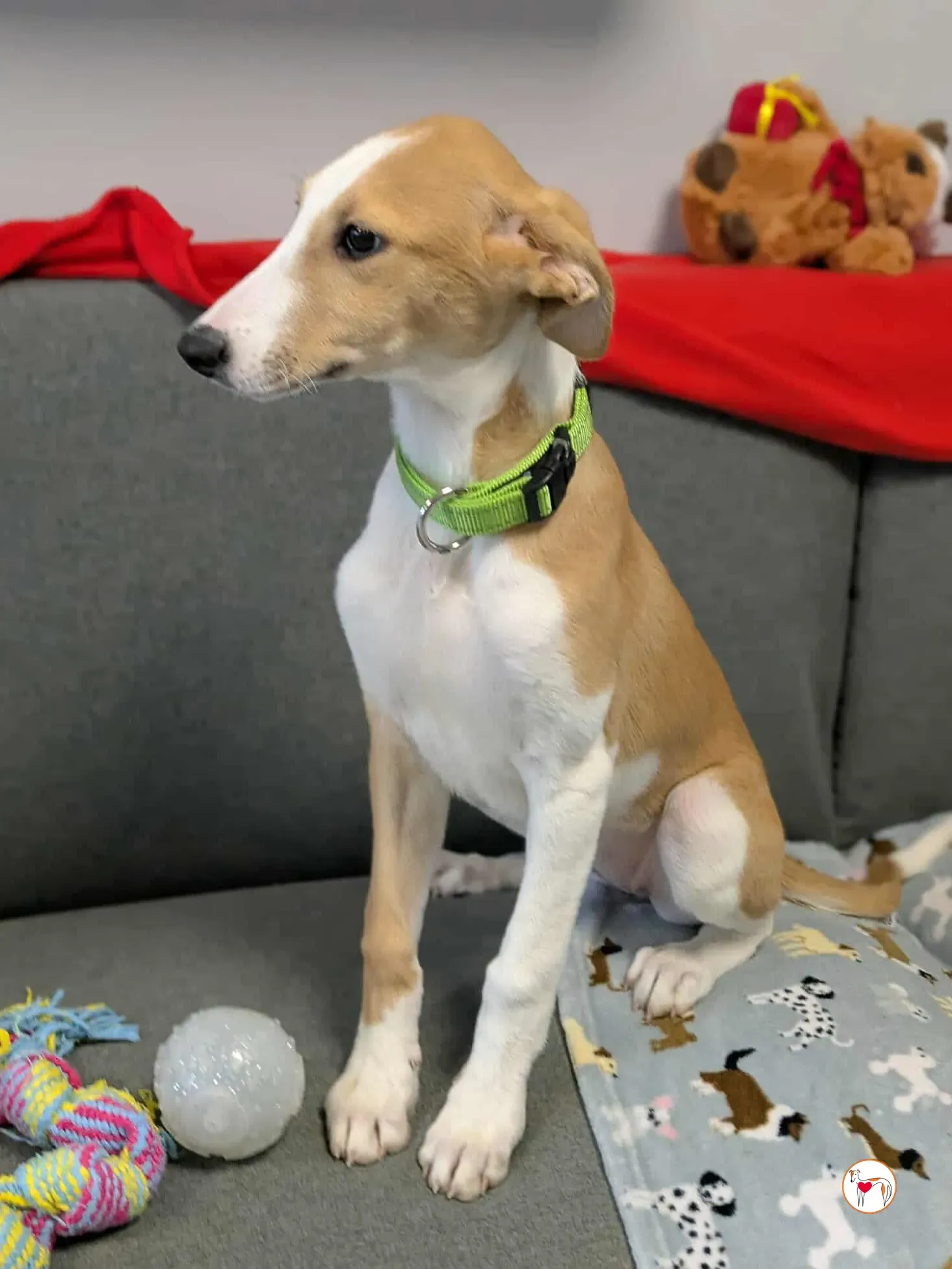 summer grey cucciolo adozione 16