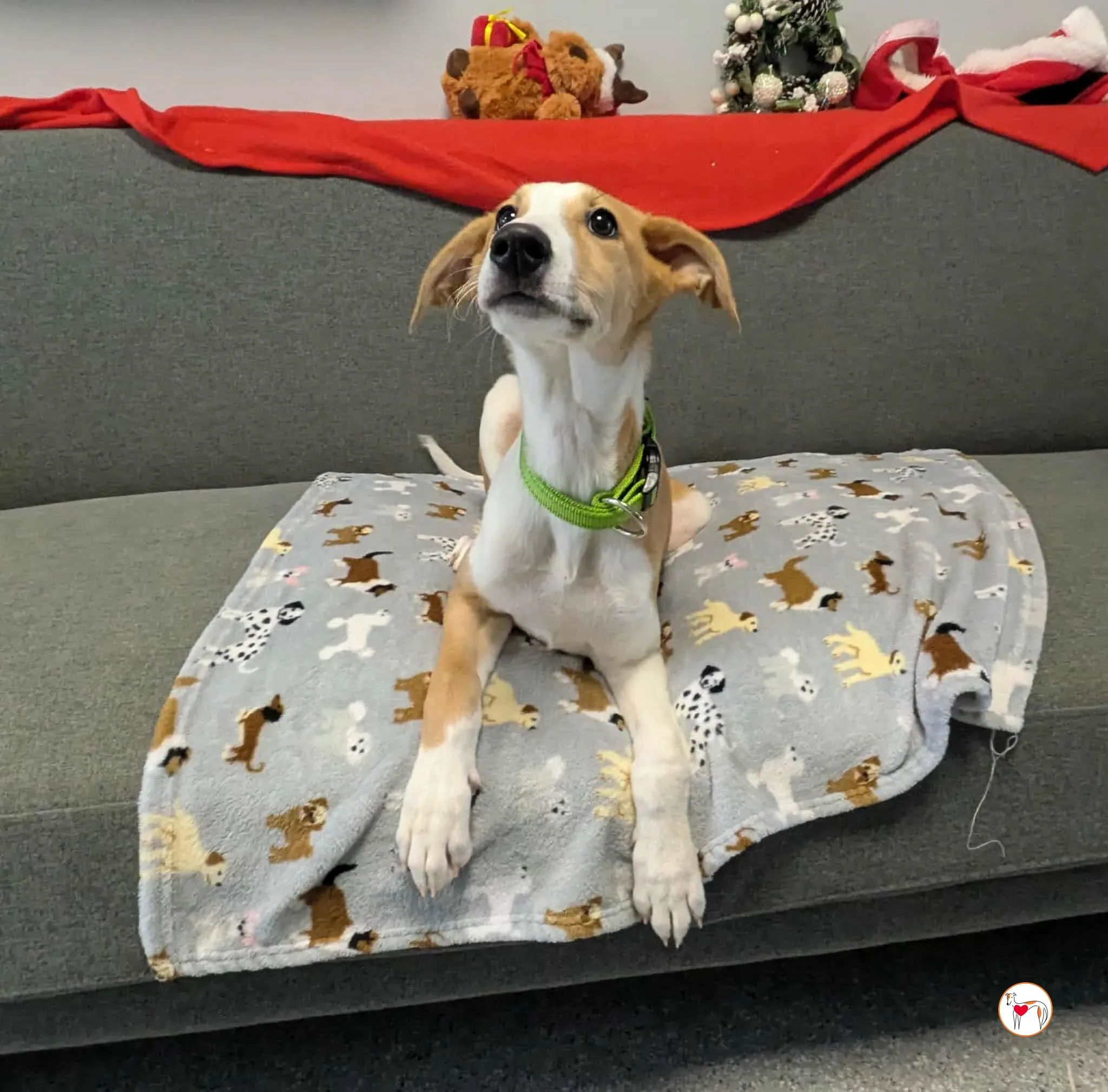 summer grey cucciolo adozione 17