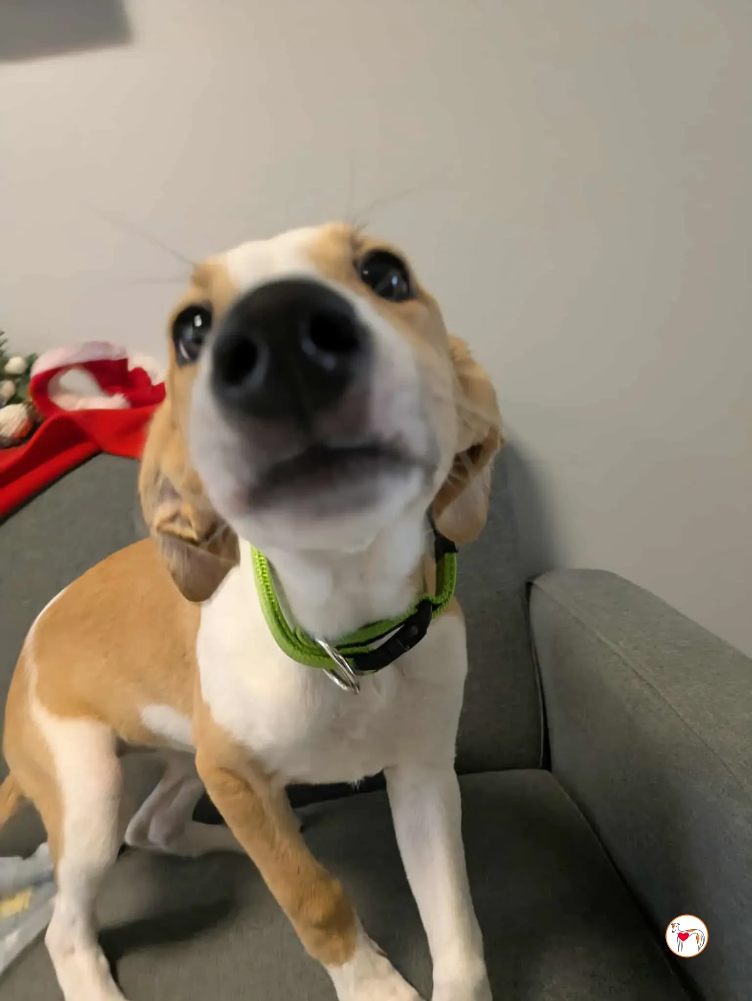 summer grey cucciolo adozione 18