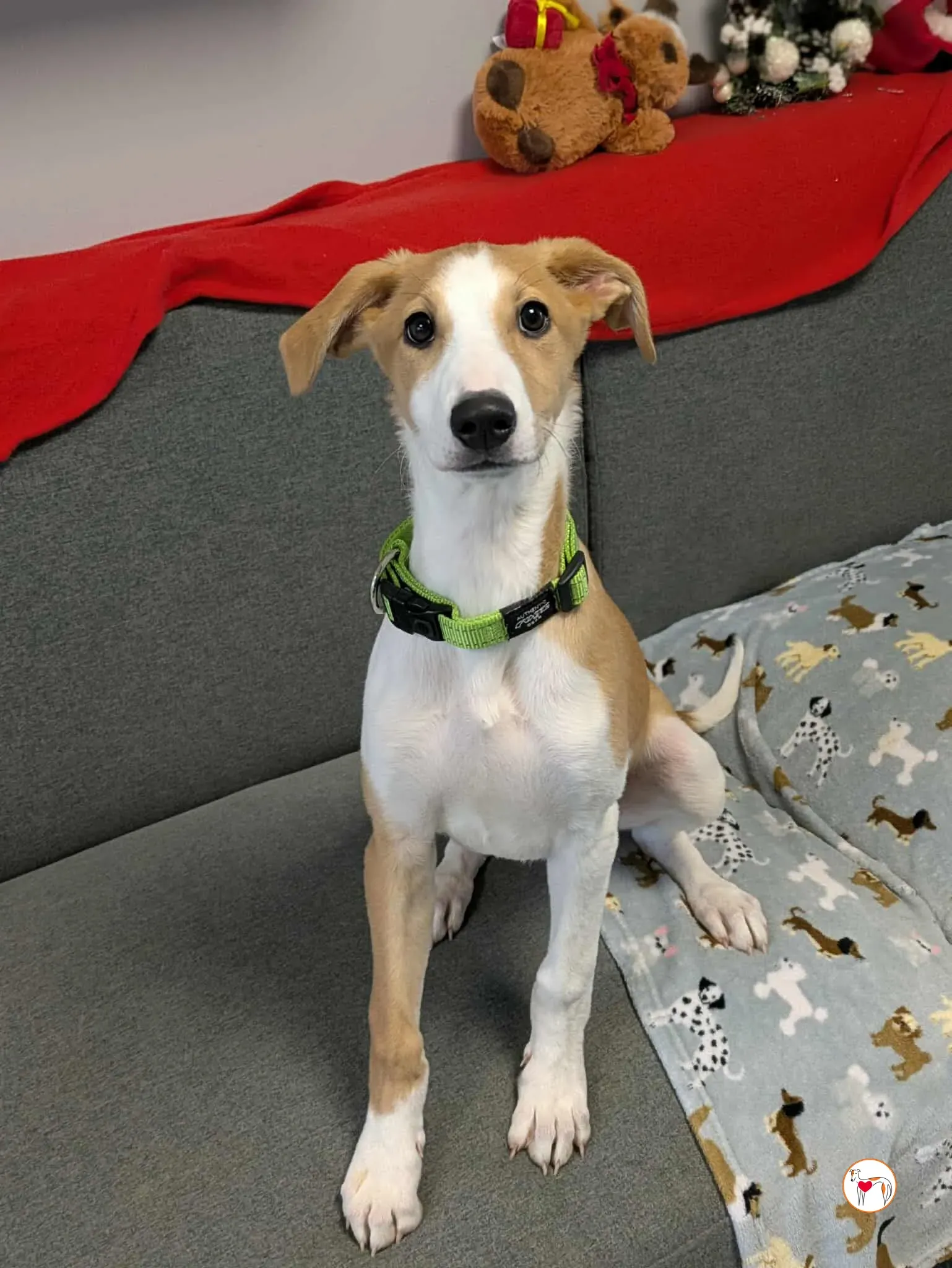 summer grey cucciolo adozione 19