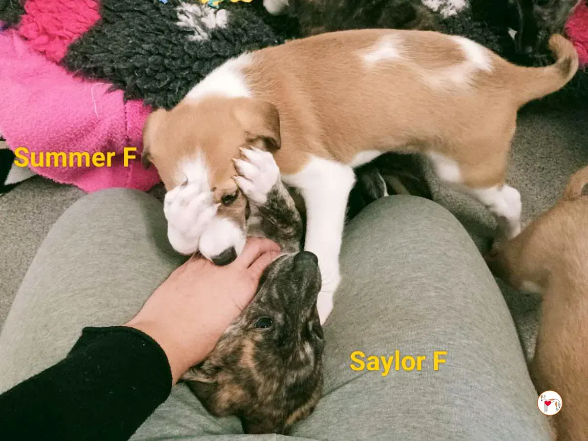 summer grey cucciolo adozione 2