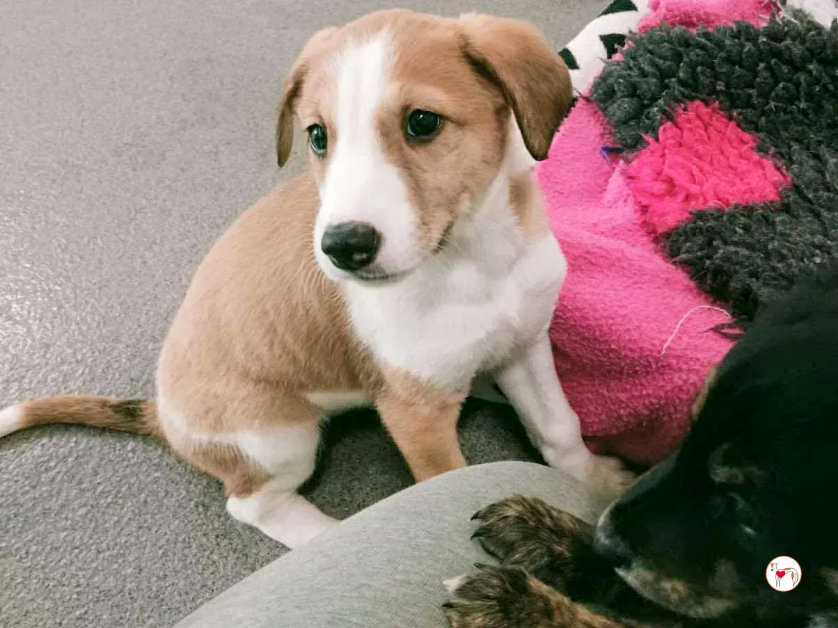 summer grey cucciolo adozione 3