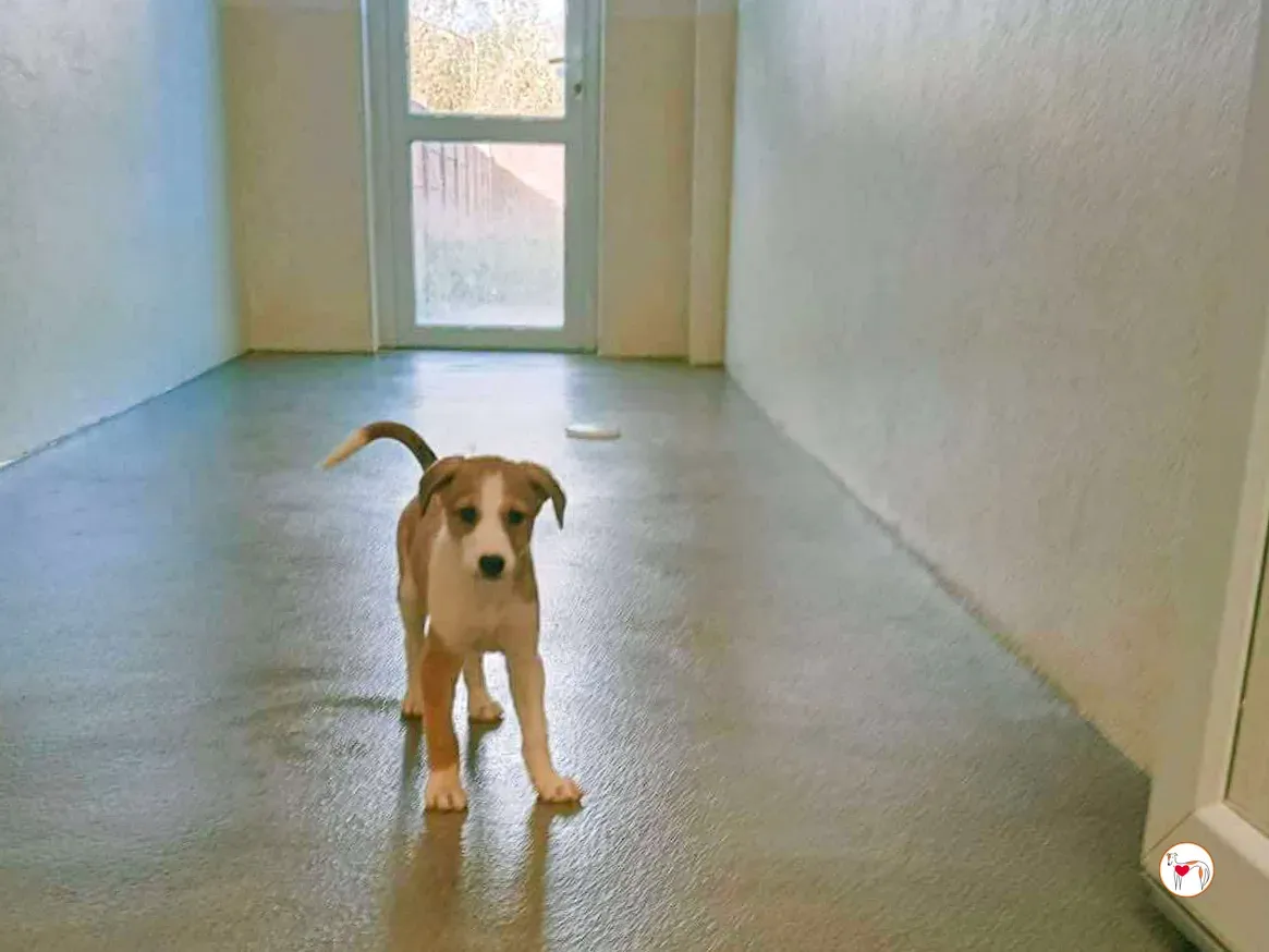 summer grey cucciolo adozione 4