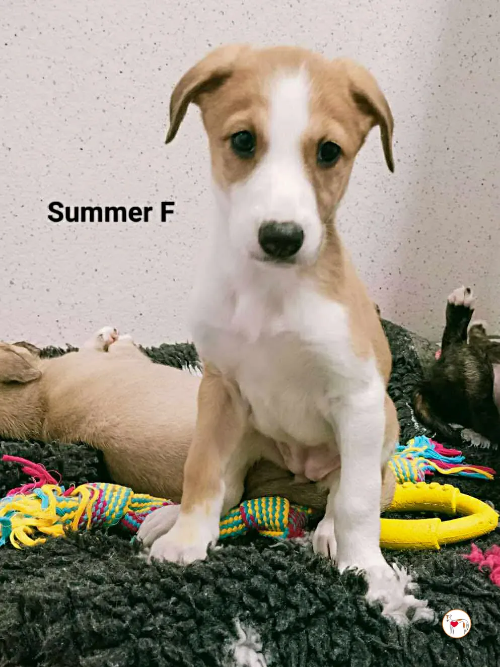 summer grey cucciolo adozione 5