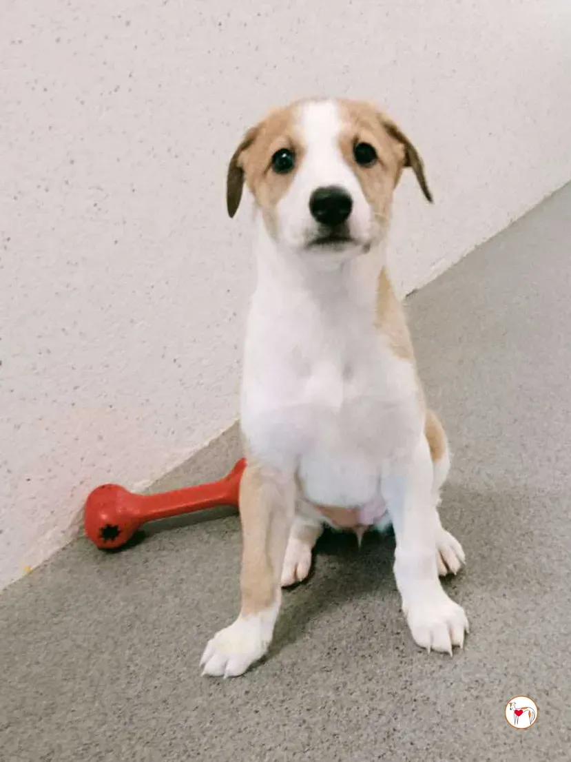 summer grey cucciolo adozione 6