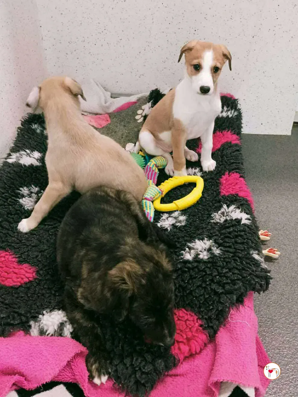 summer grey cucciolo adozione 7