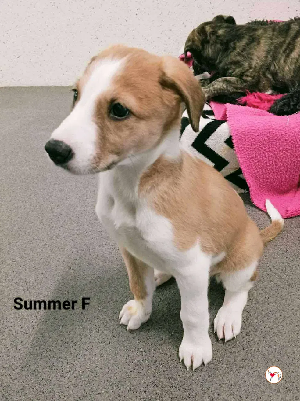 summer grey cucciolo adozione 8