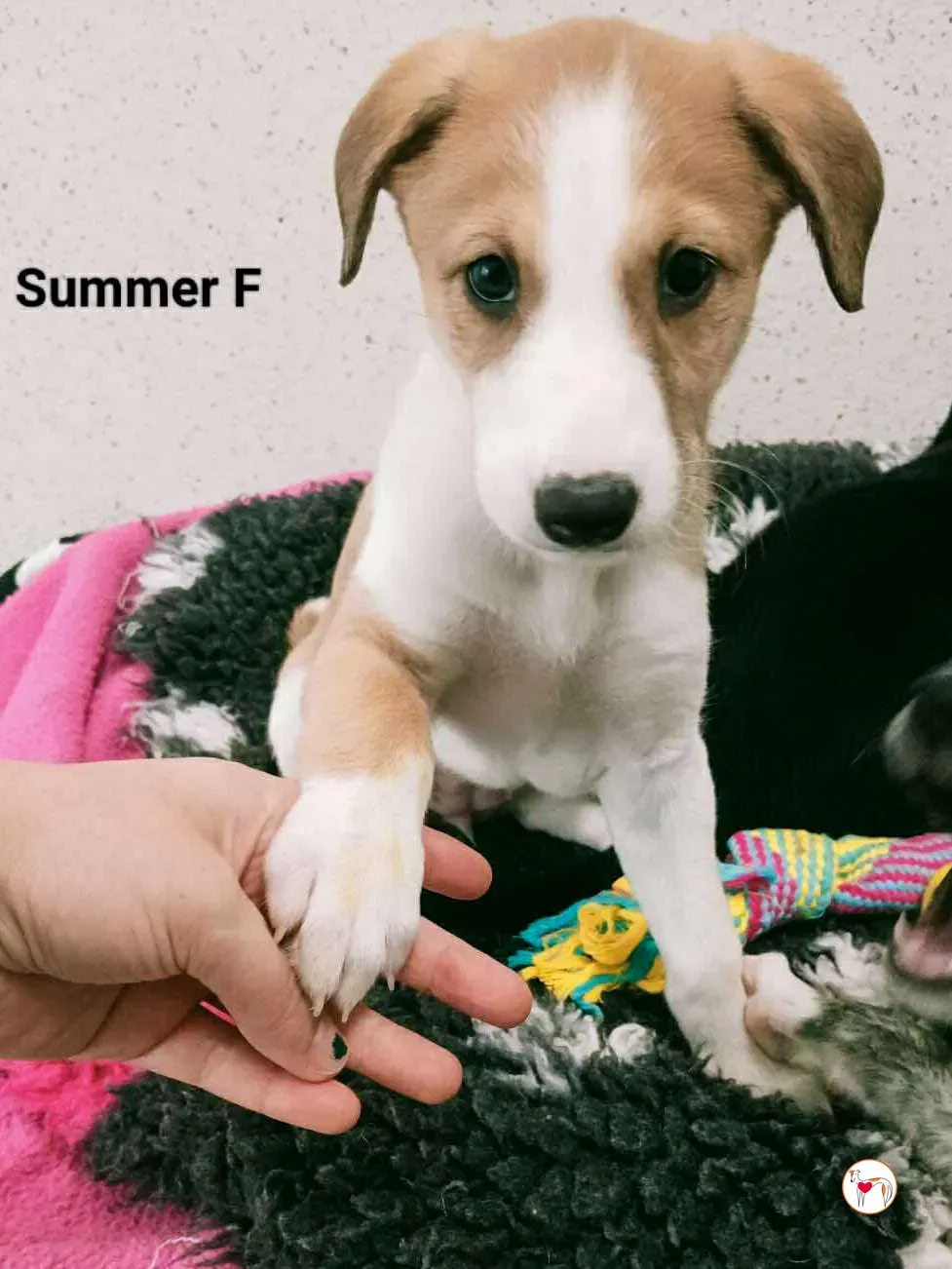 summer grey cucciolo adozione 9