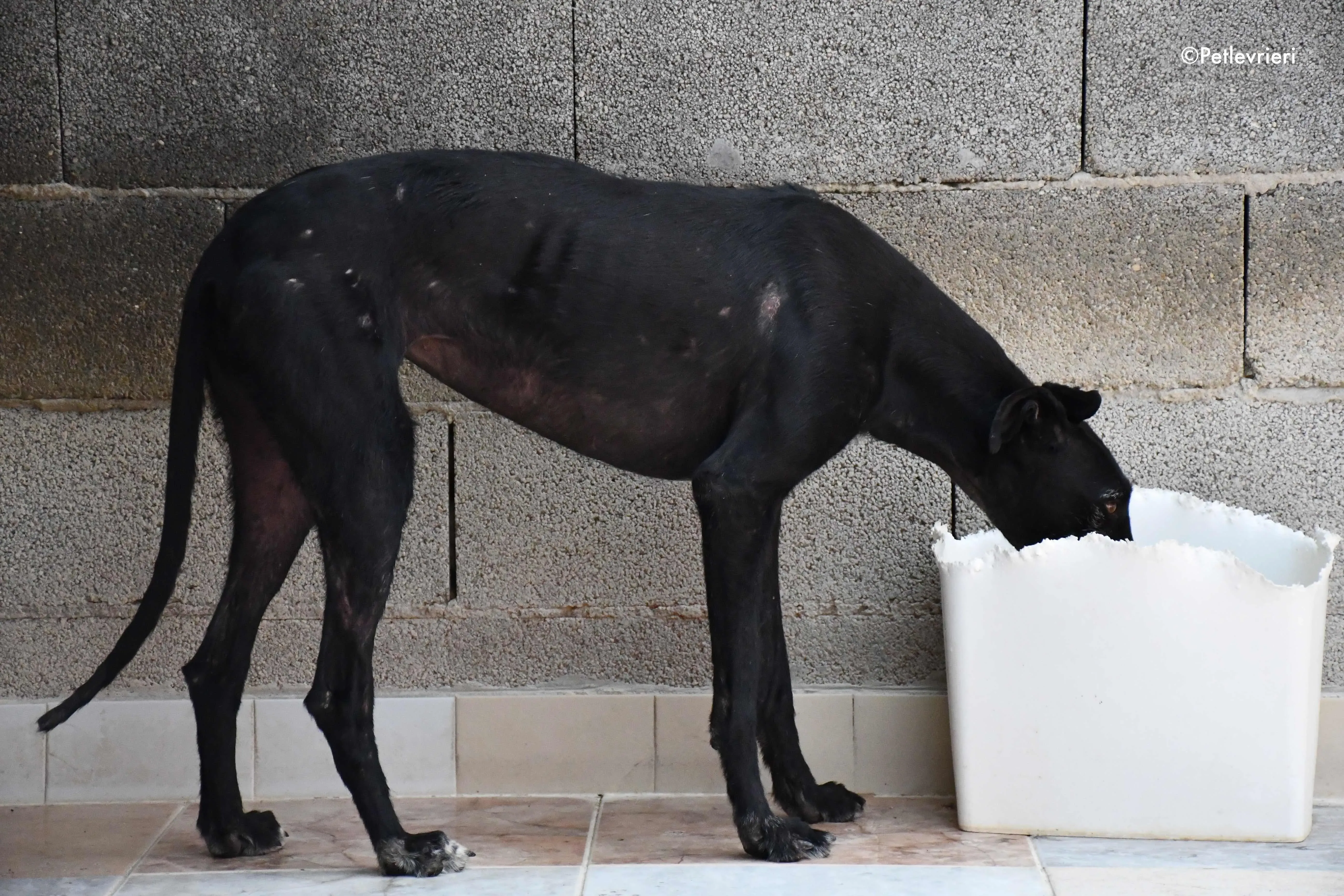 sun adozione levrieri galgo 1