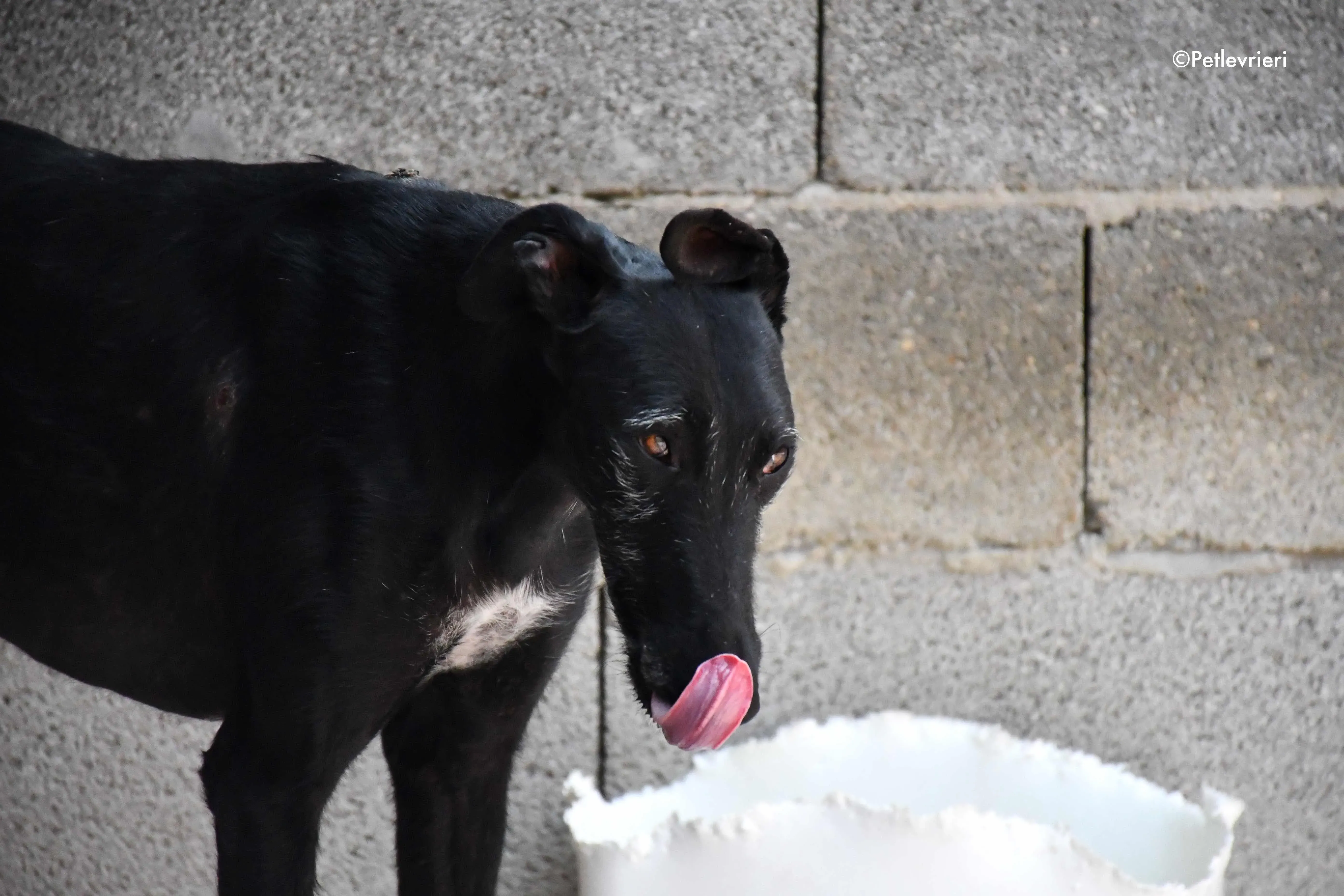 sun adozione levrieri galgo 2