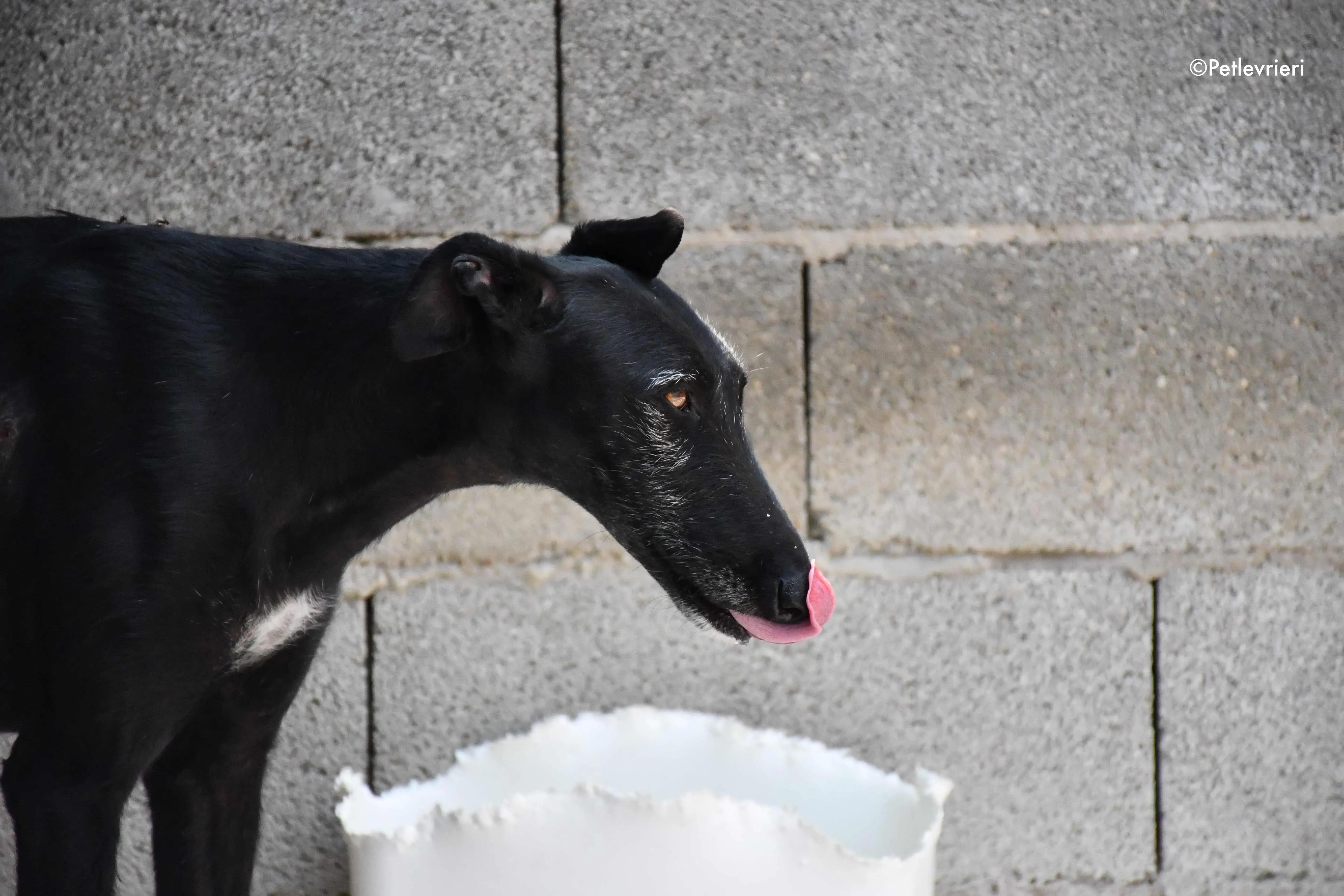 sun adozione levrieri galgo 3