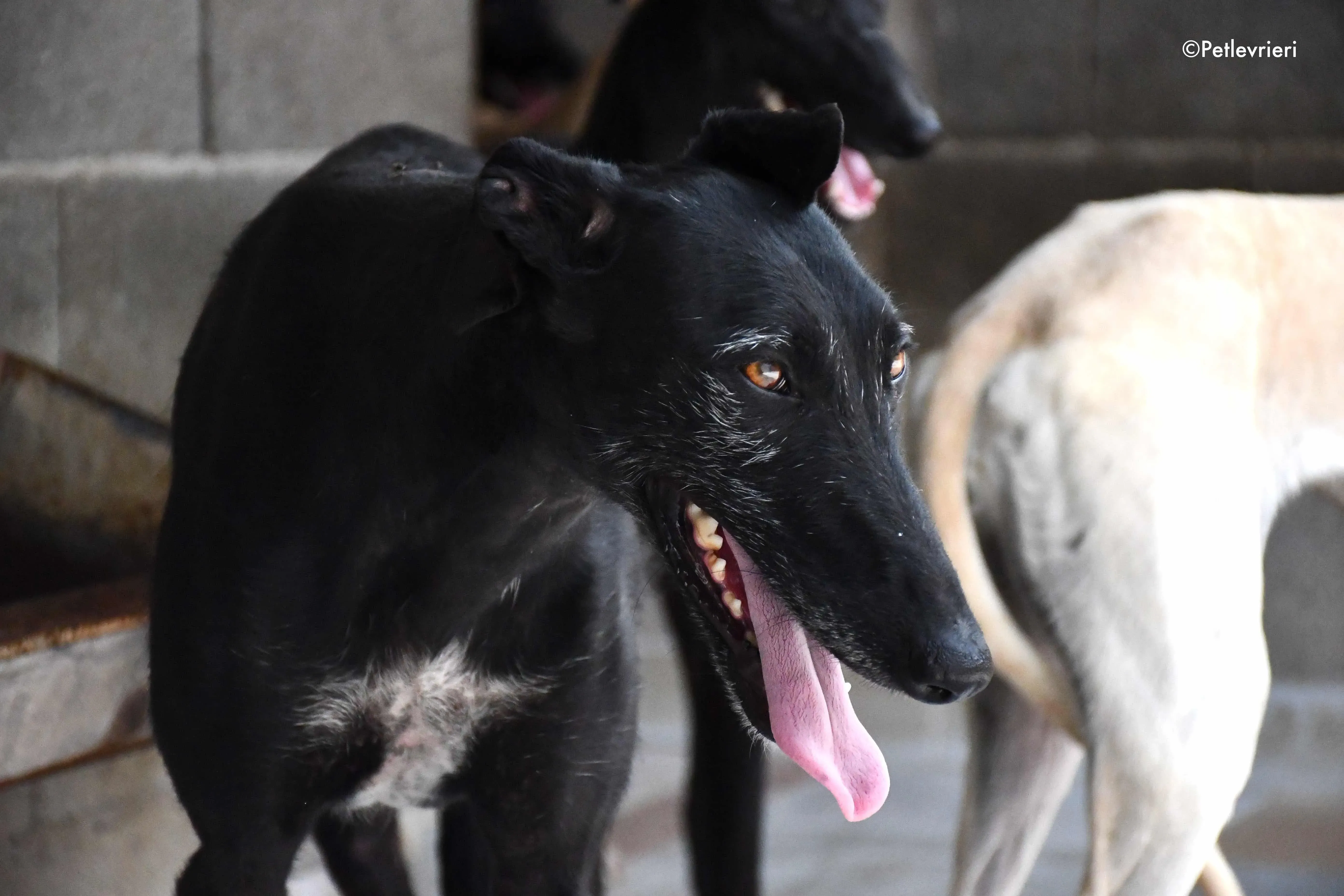 sun adozione levrieri galgo 4