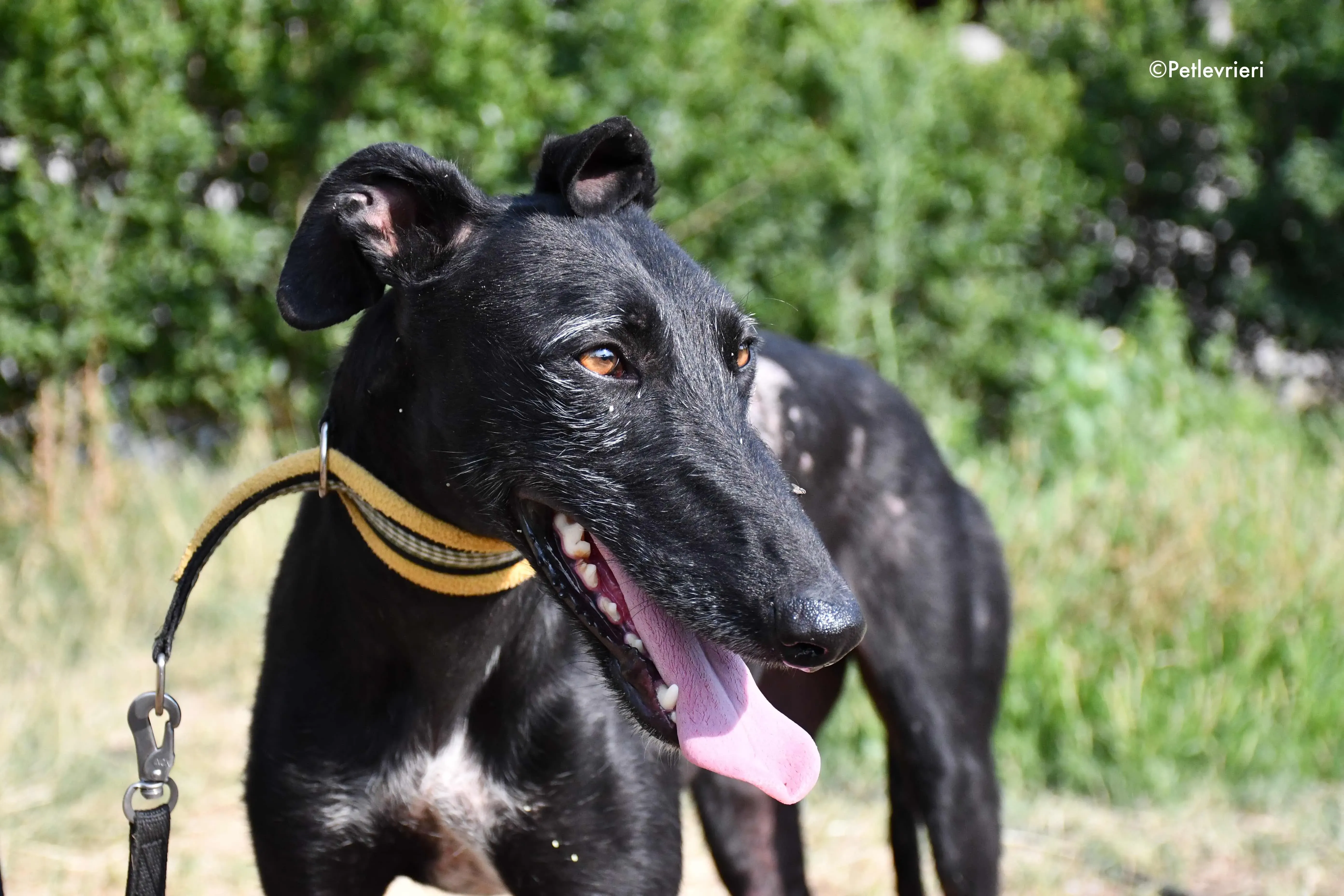 sun adozione levrieri galgo 5