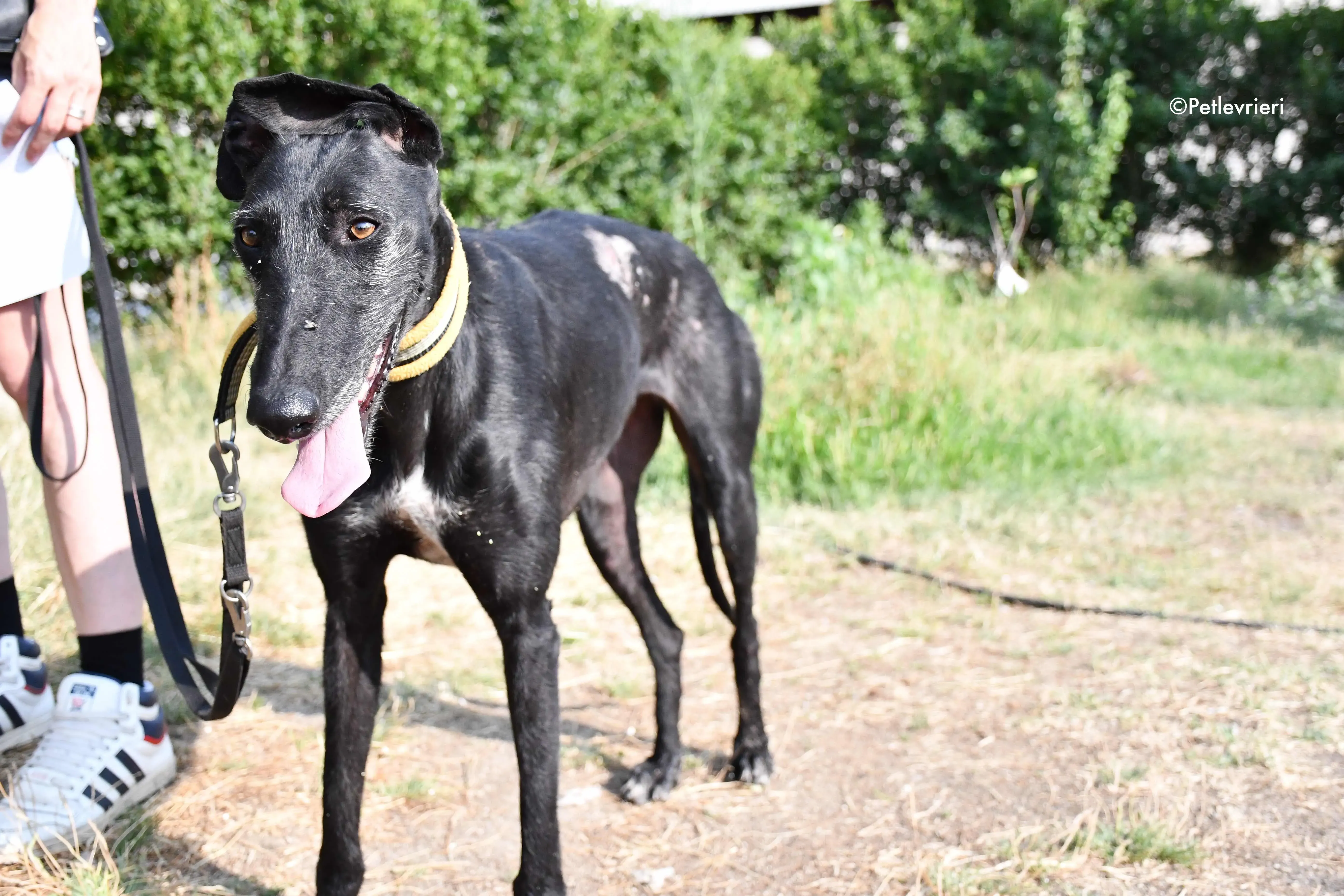 sun adozione levrieri galgo 6