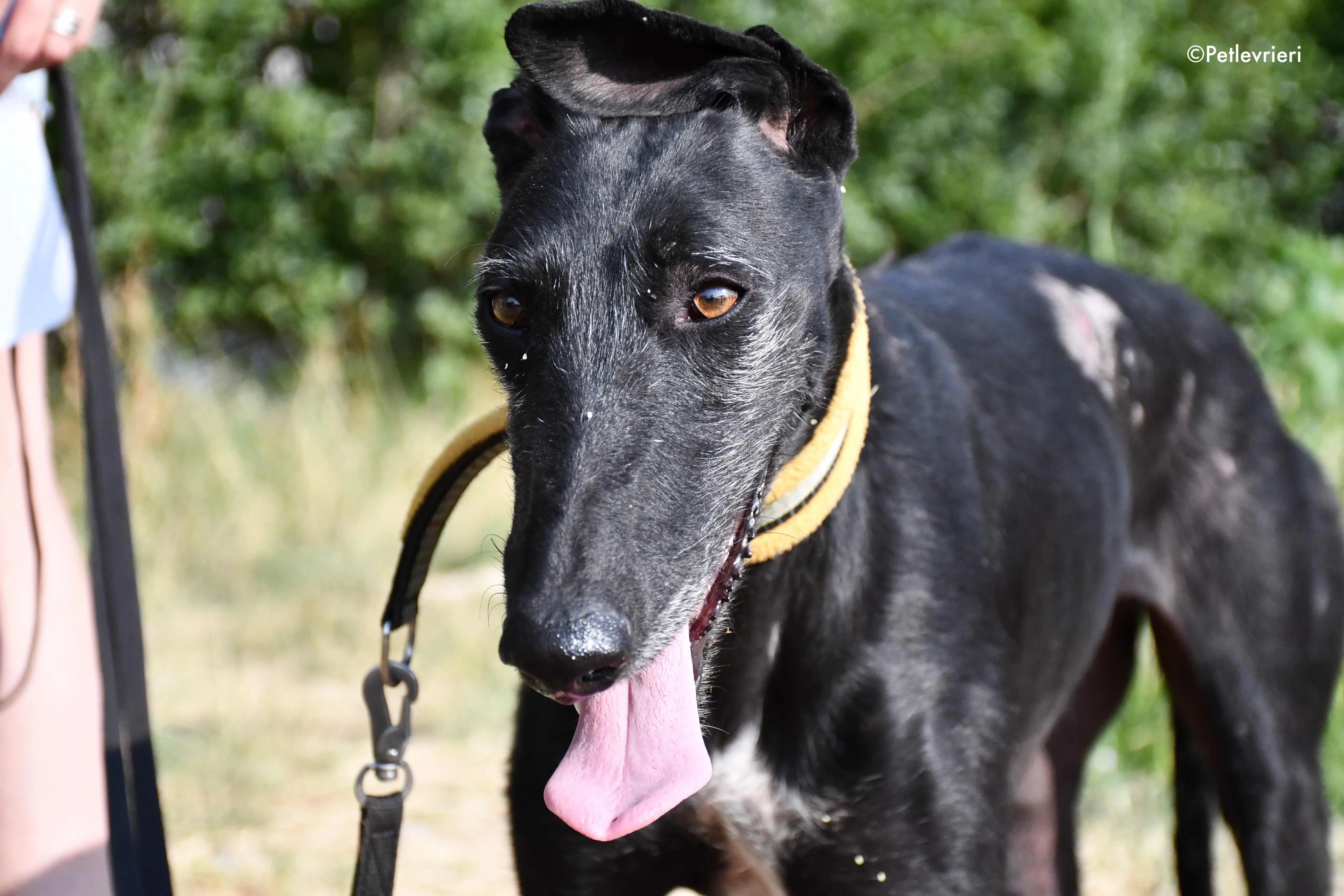 sun adozione levrieri galgo 7