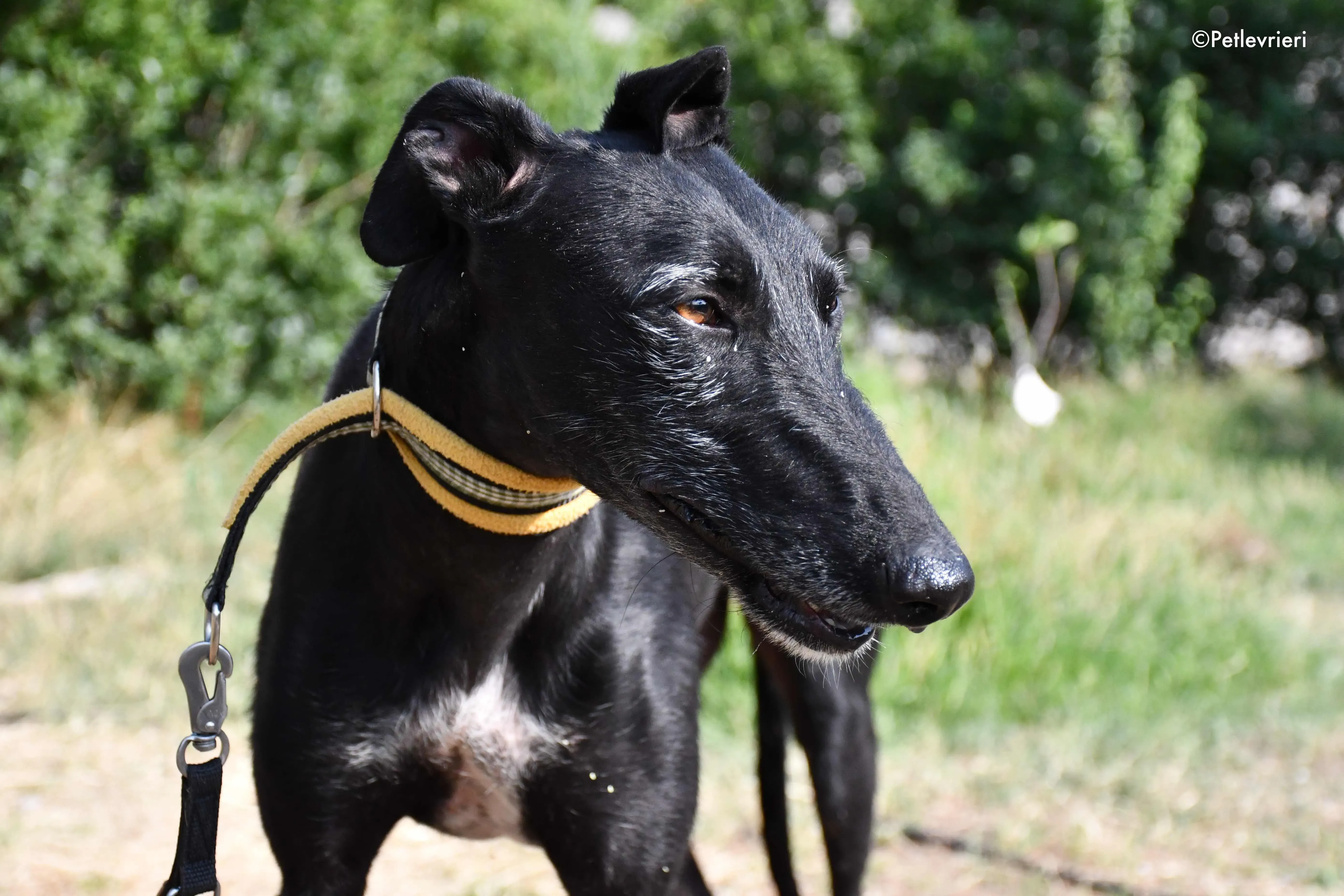 sun adozione levrieri galgo 8